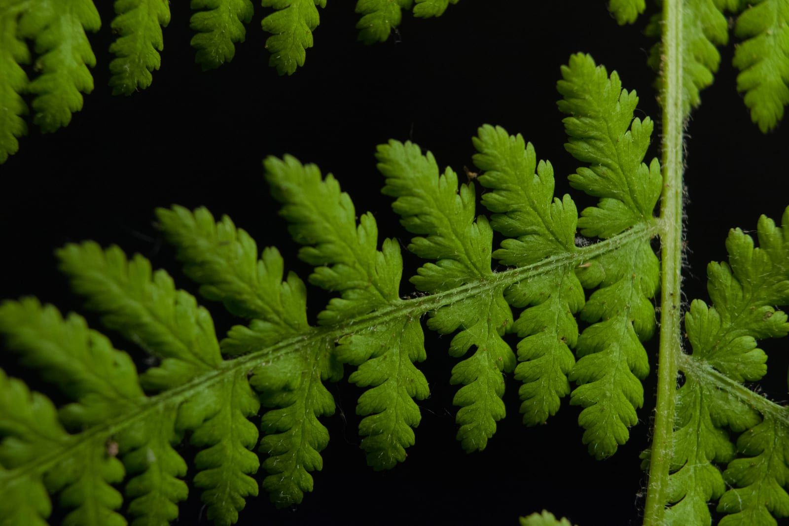 Close view of hay-scented fern pinnae — lacy, deeply cut leaflets and a central stalk covered in fine pale hairs, against a dark background.