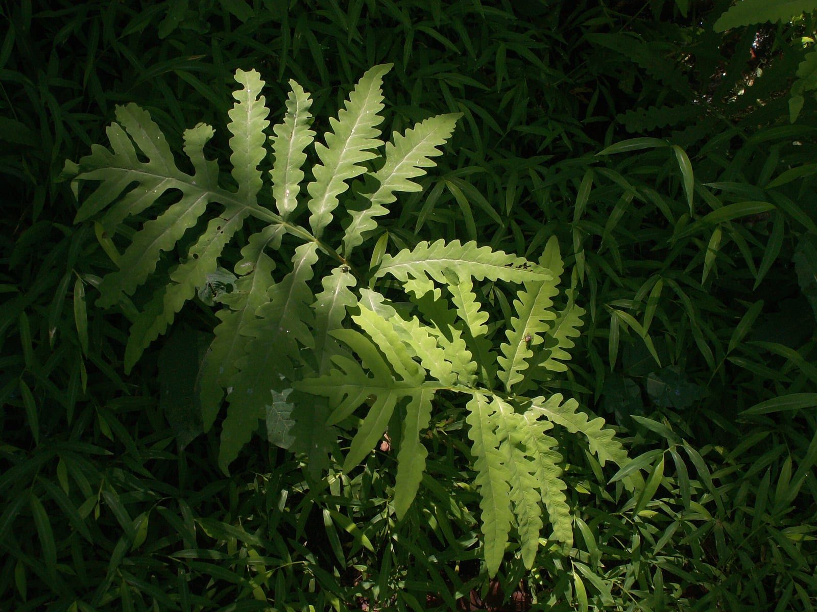 Sensitive fern fronds lit by a shaft of sun — broad, wavy-edged leaflets in near-opposite pairs along a winged central stalk, amid narrow grass leaves.