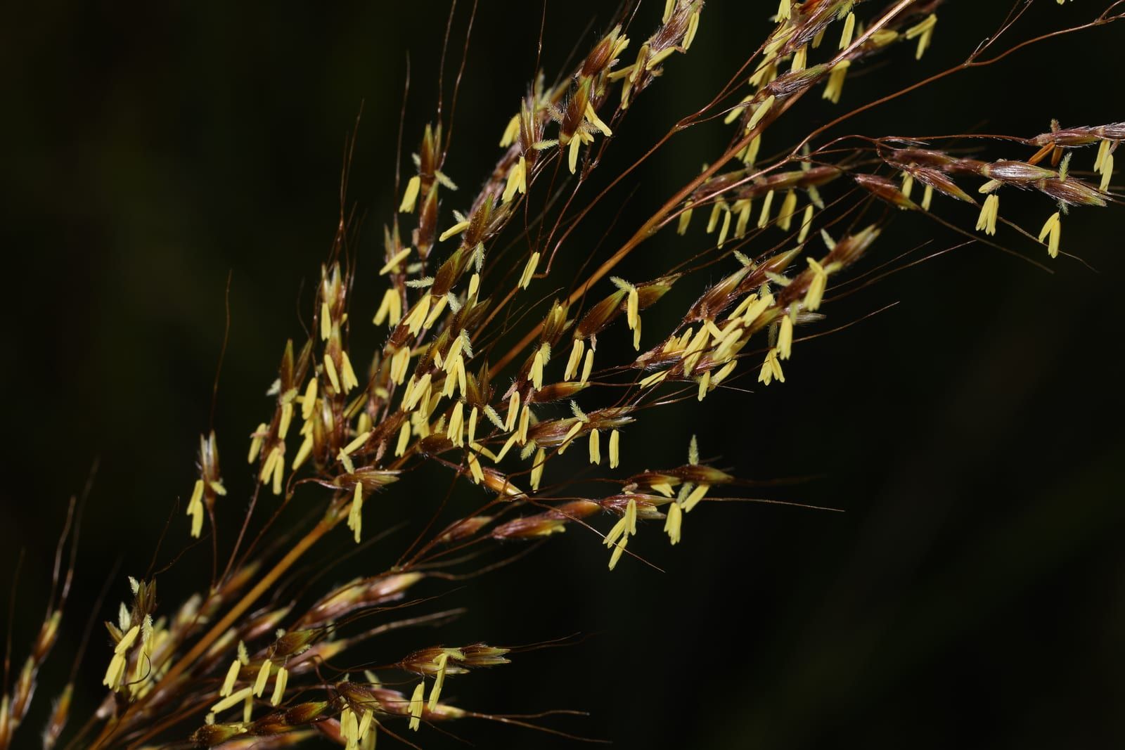 Flowering stems of little bluestem in close-up — reddish-brown spikelets with tufts of white hair and pale yellow anthers hanging on fine stalks.
