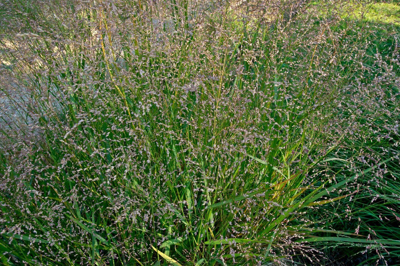 A switchgrass clump topped by an airy cloud of fine, purplish flowering spikelets above bright green blades.