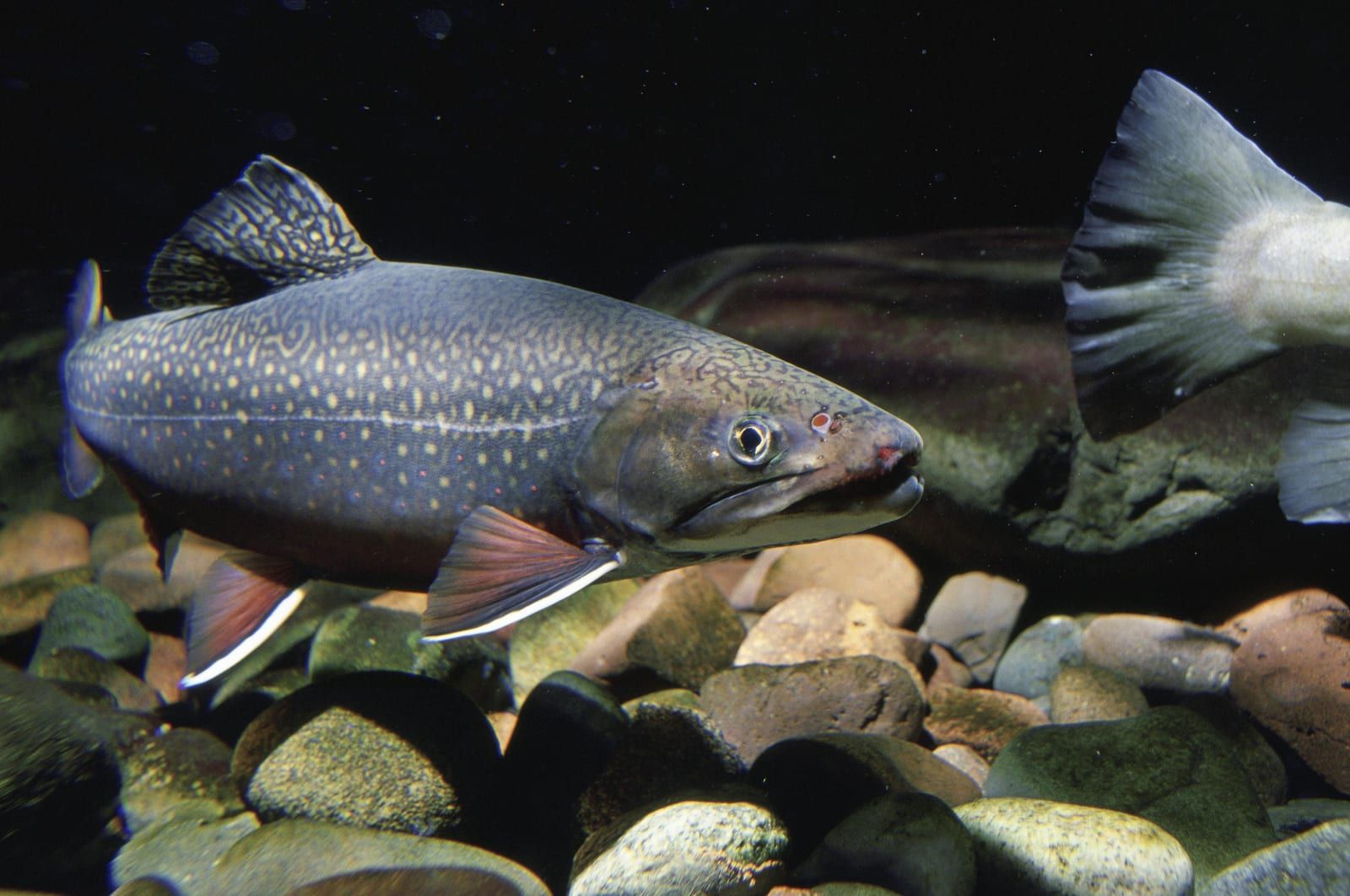 An underwater side view of a brook trout over a cobble streambed, its dark olive back marbled with pale worm-like lines, red and cream spots along the flank, and white-edged orange lower fins.