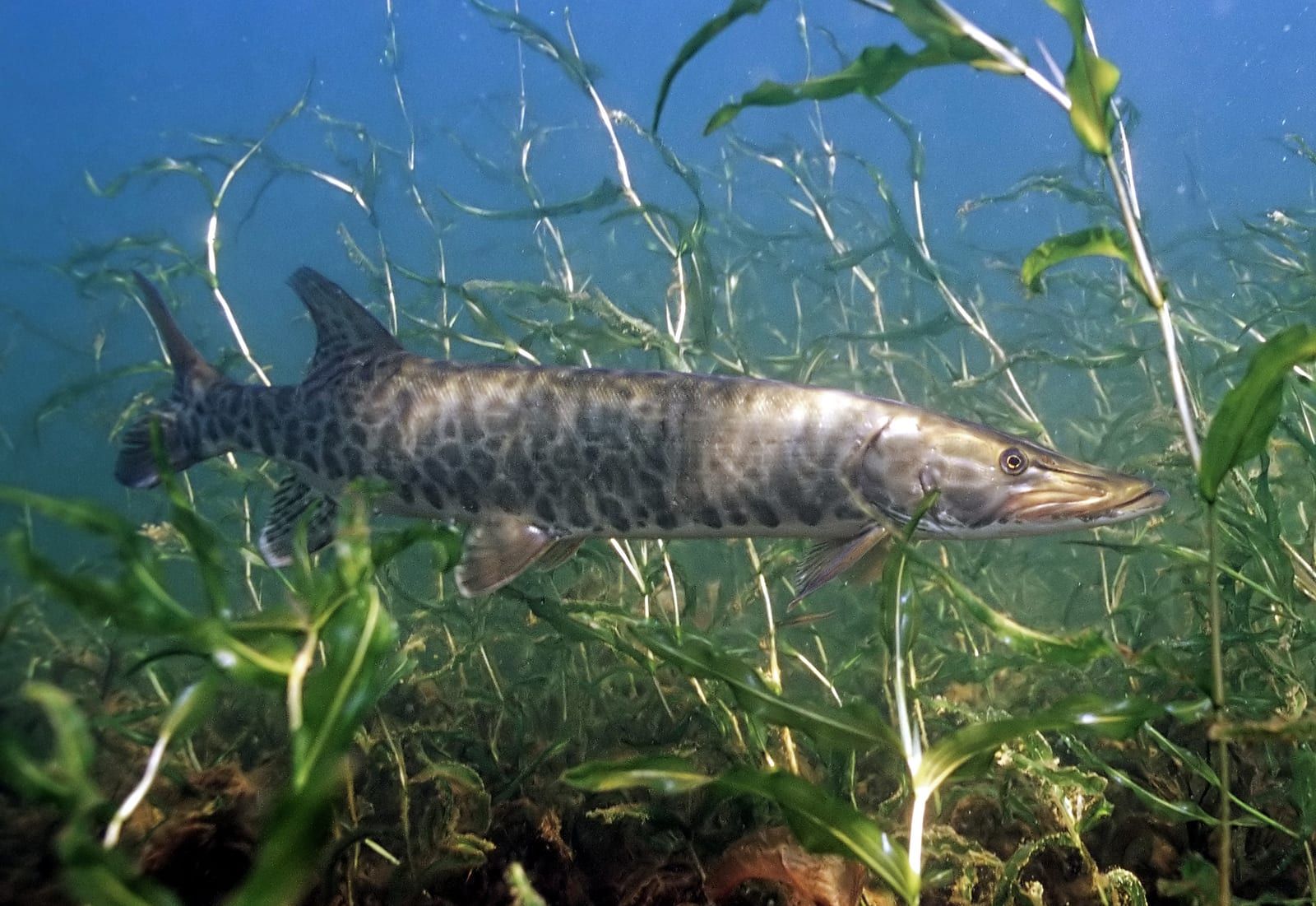 A muskellunge hovering among aquatic vegetation, its long olive body marked with darker bars and spots, tapering to a duckbill snout, with the dorsal fin set far back near the tail.