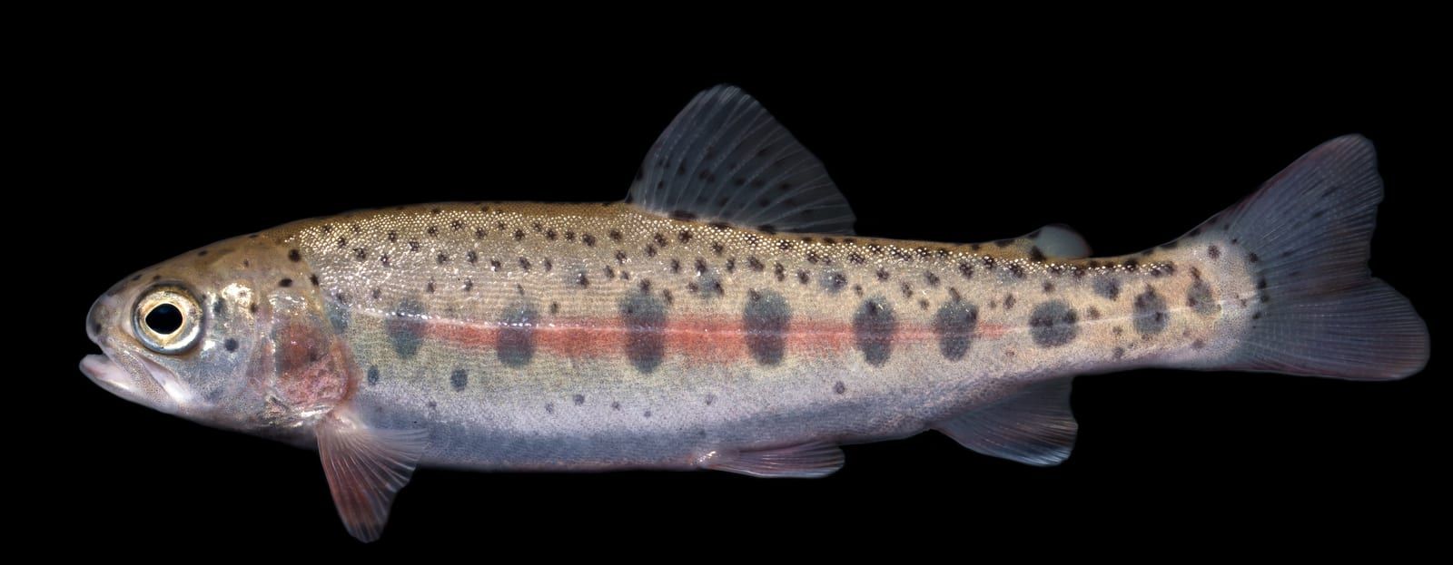 A juvenile rainbow trout in profile against black, showing dark oval parr marks along a pink lateral stripe with fine black spots scattered over the body and fins.