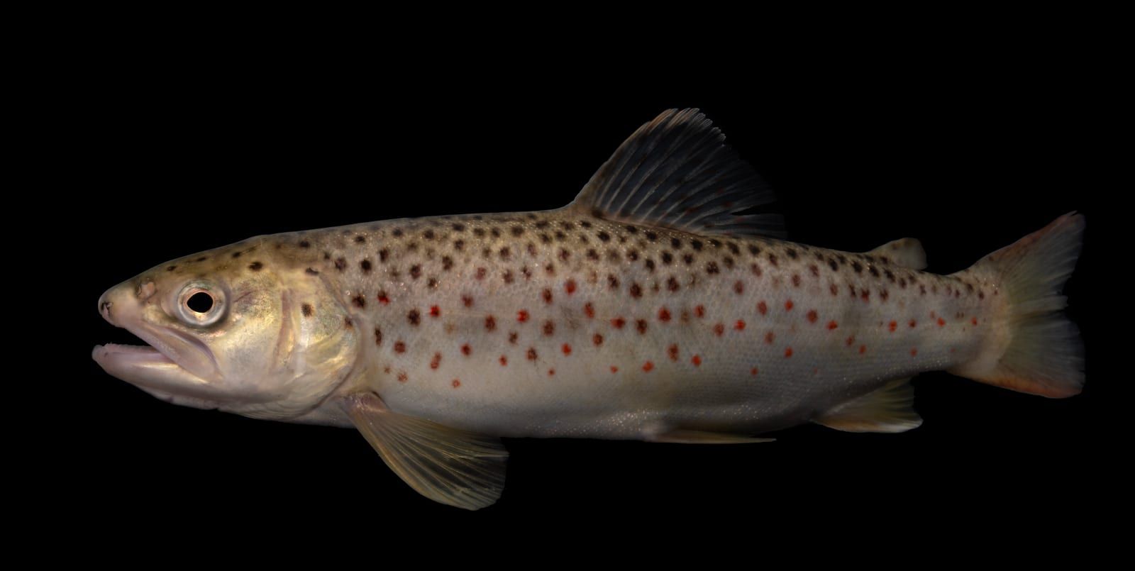 A brown trout in profile against black, its golden-brown flank marked with dark spots and red-orange spots, the broad tail nearly unspotted.