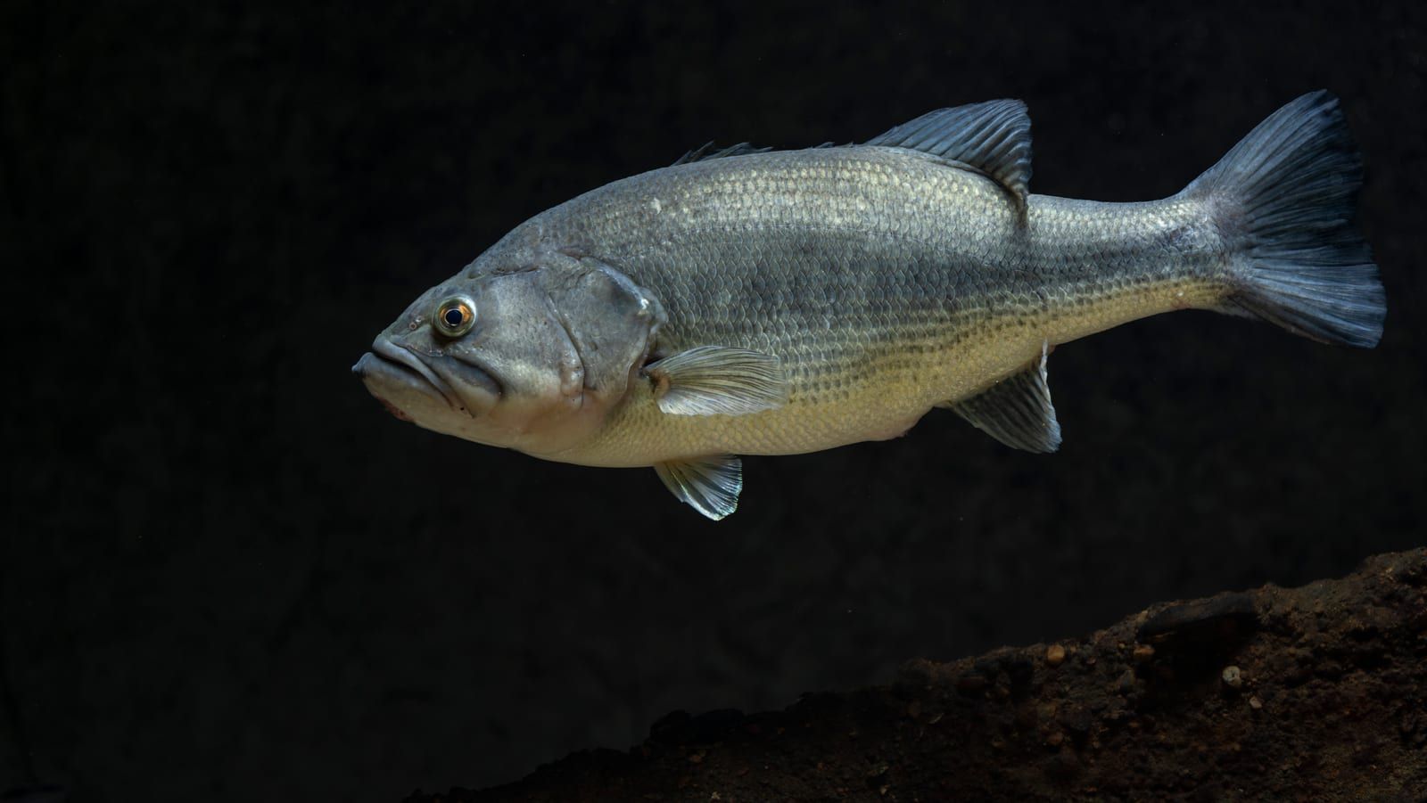 A largemouth bass in profile over dark water with pale substrate below, its deep silvery-green body carrying a large mouth whose jaw reaches well past the eye.
