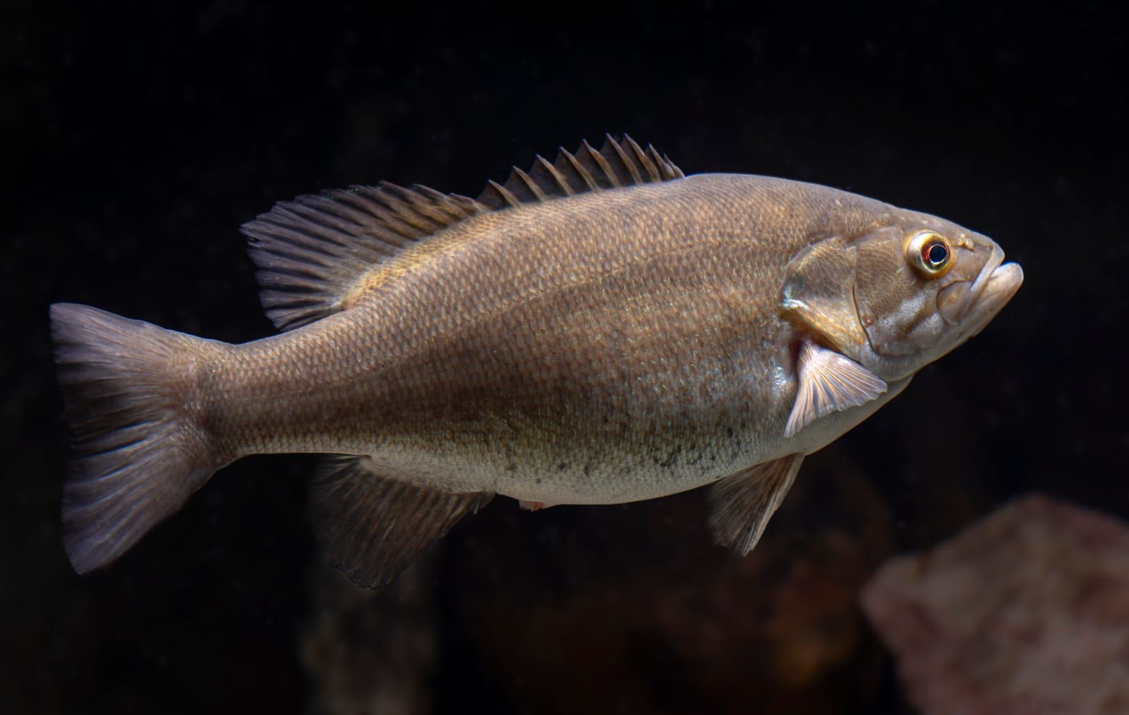 A smallmouth bass in profile against a dark background, bronze-olive with faint vertical bars, a red eye, and a jaw reaching only to about mid-eye.