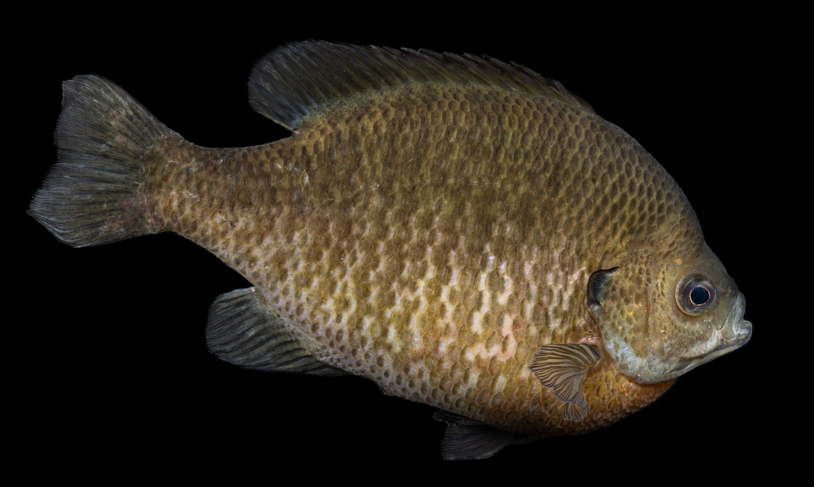 A bluegill in profile against black, its deep compressed body ending in a small mouth, with a solid dark ear flap, an orange breast, and dusky shading at the rear of the dorsal fin.