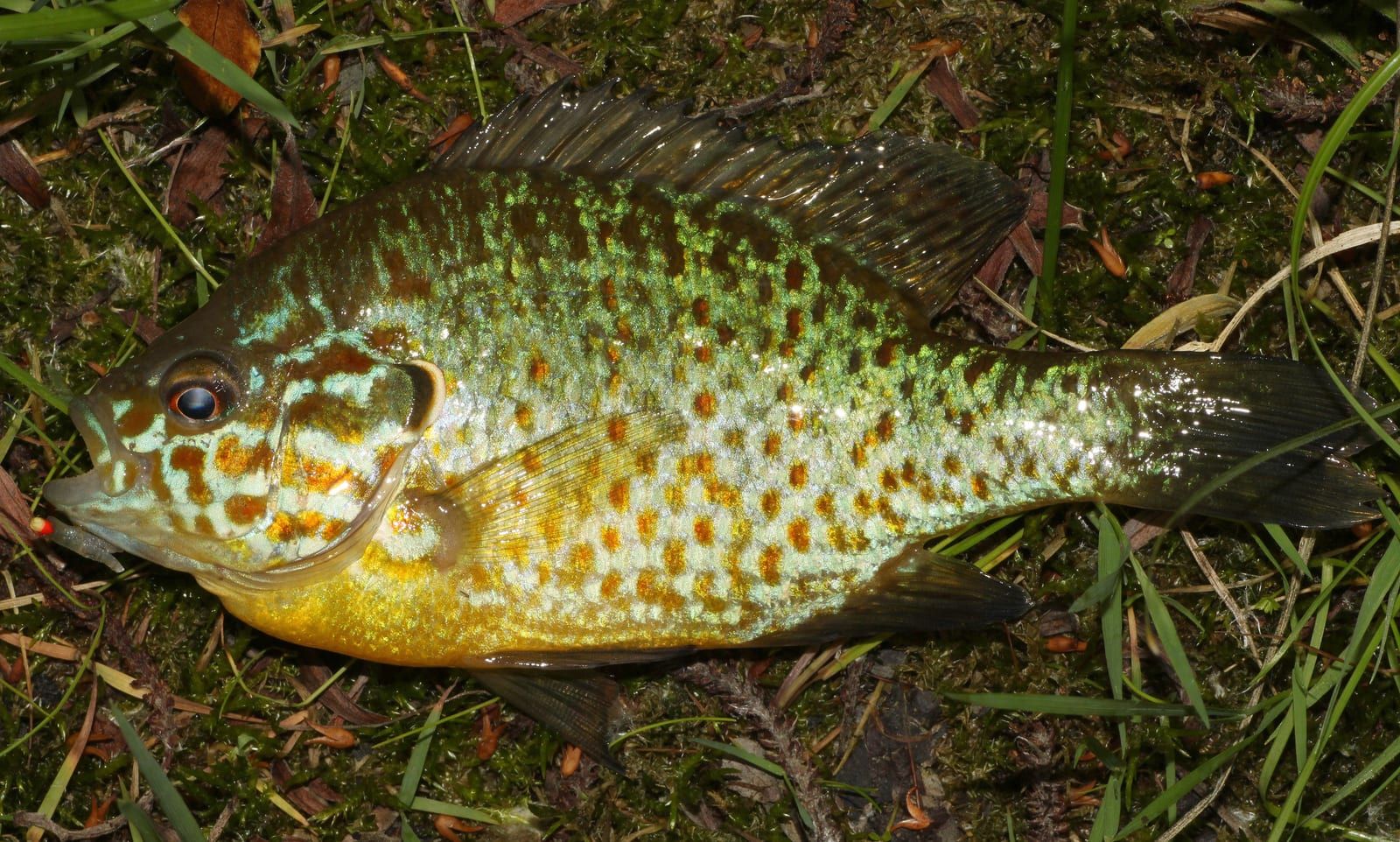 A freshly landed pumpkinseed sunfish laid on green moss, a small jig hook at the corner of its mouth, its flanks spangled with orange spots over iridescent green-gold and wavy blue lines across the cheek.