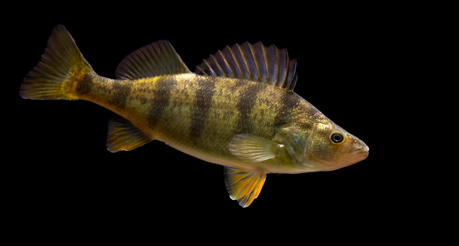A yellow perch in profile against black, its golden-yellow body crossed by dark vertical bars, with two separate dorsal fins and orange-tinted lower fins.