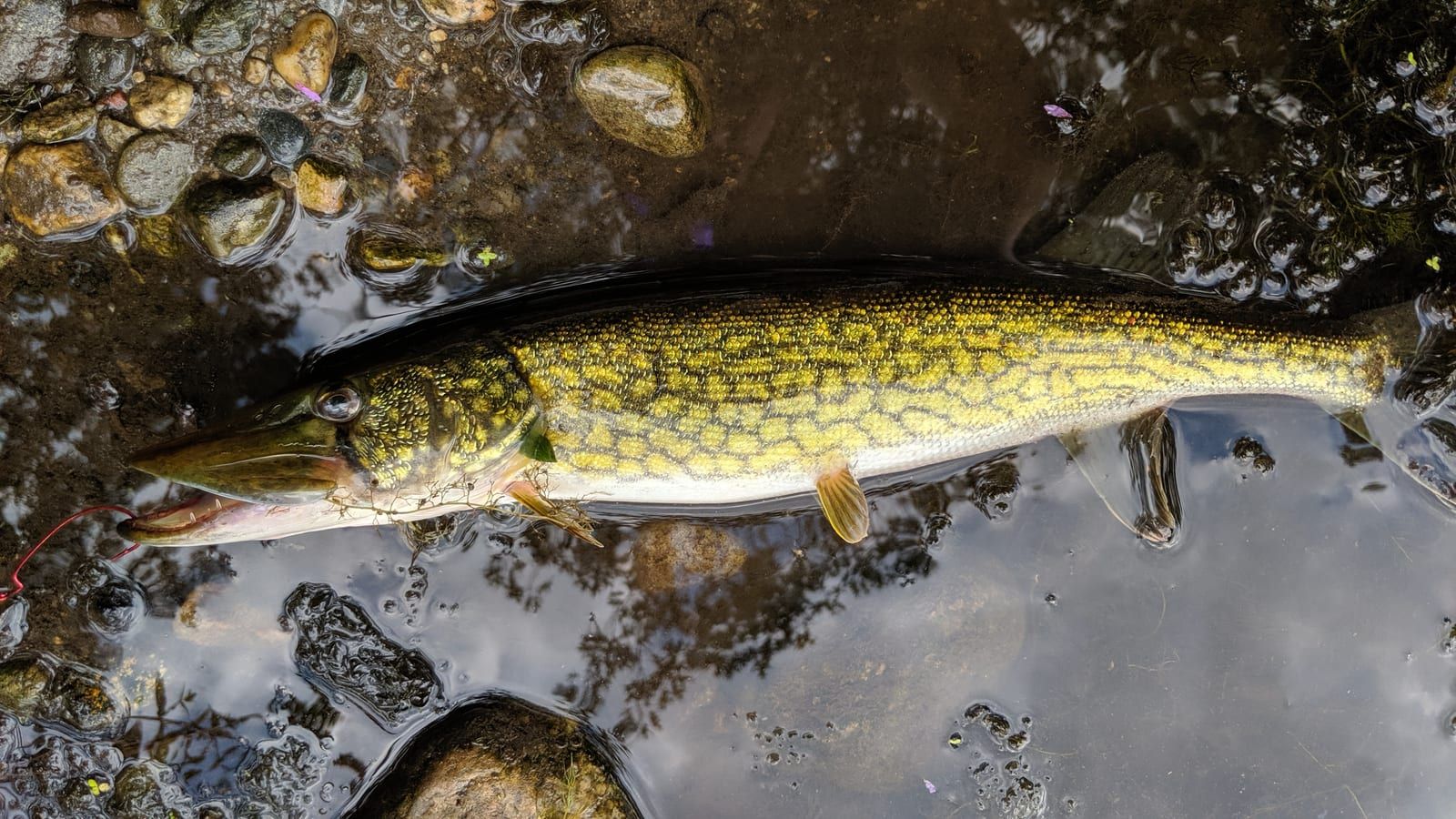 A chain pickerel seen from above in shallow water over cobble, its golden-yellow body overlaid with a bold dark chain-link pattern, a duckbill snout, and a dark bar beneath the eye.