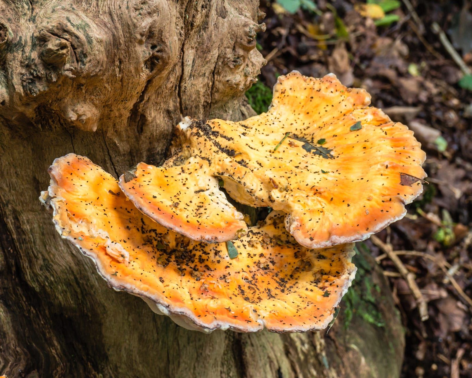 Overlapping fan-shaped brackets of a sulphur-yellow and orange shelf fungus fused along a tree base, their upper surfaces dusted with dark forest debris.