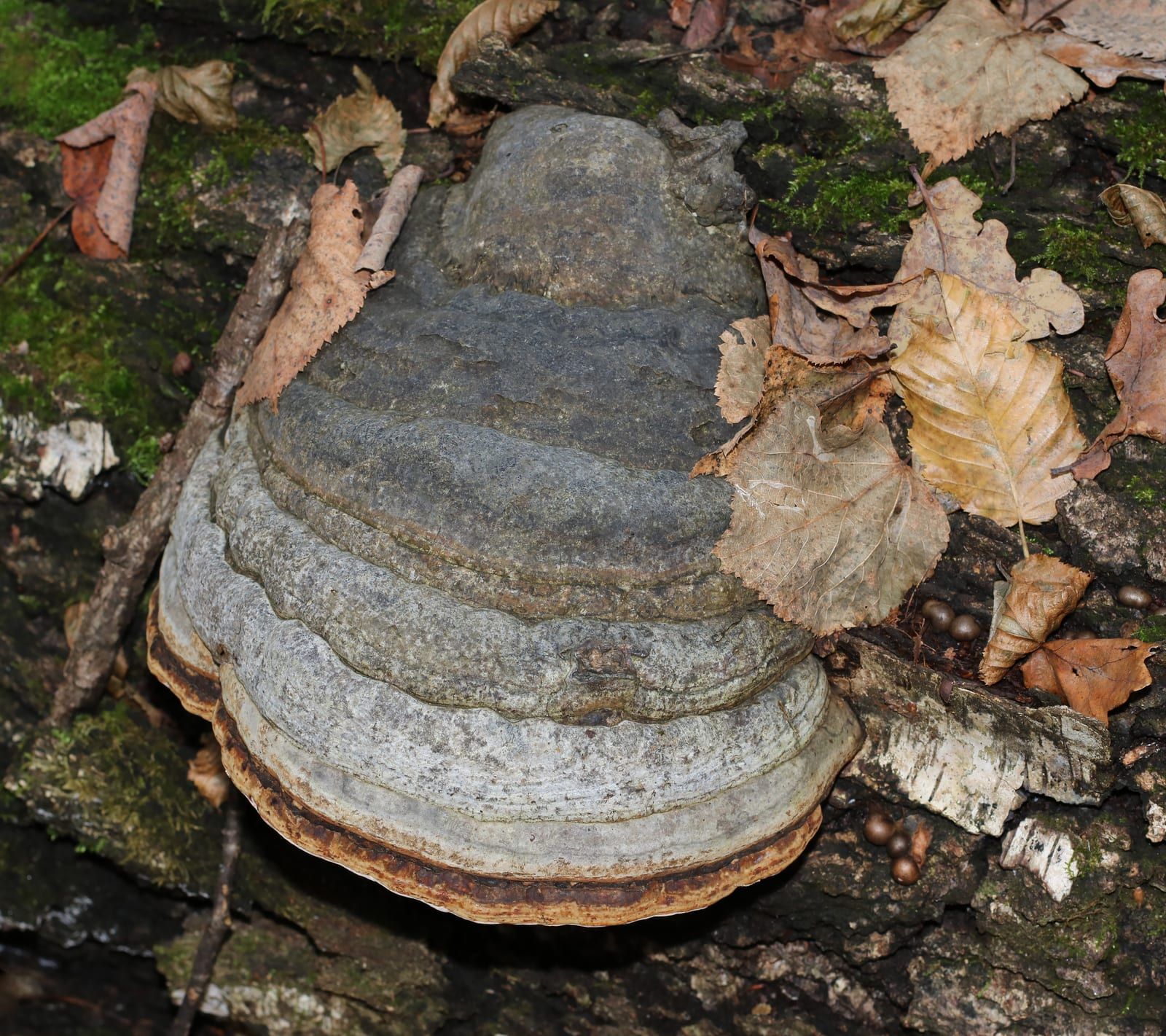 A large grey hoof-shaped bracket fungus with a rounded banded upper surface and a brown rim, fixed to bark beside moss and autumn leaves.