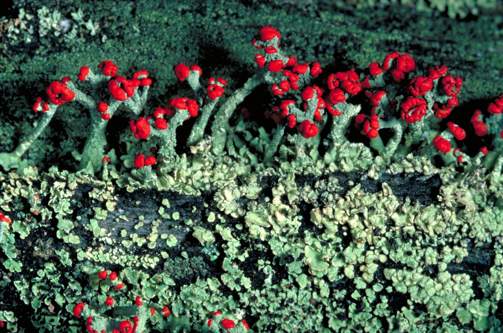 A colony of pale grey-green lichen stalks tipped with vivid red knob-like caps, rising from a scaly greenish crust over weathered wood.