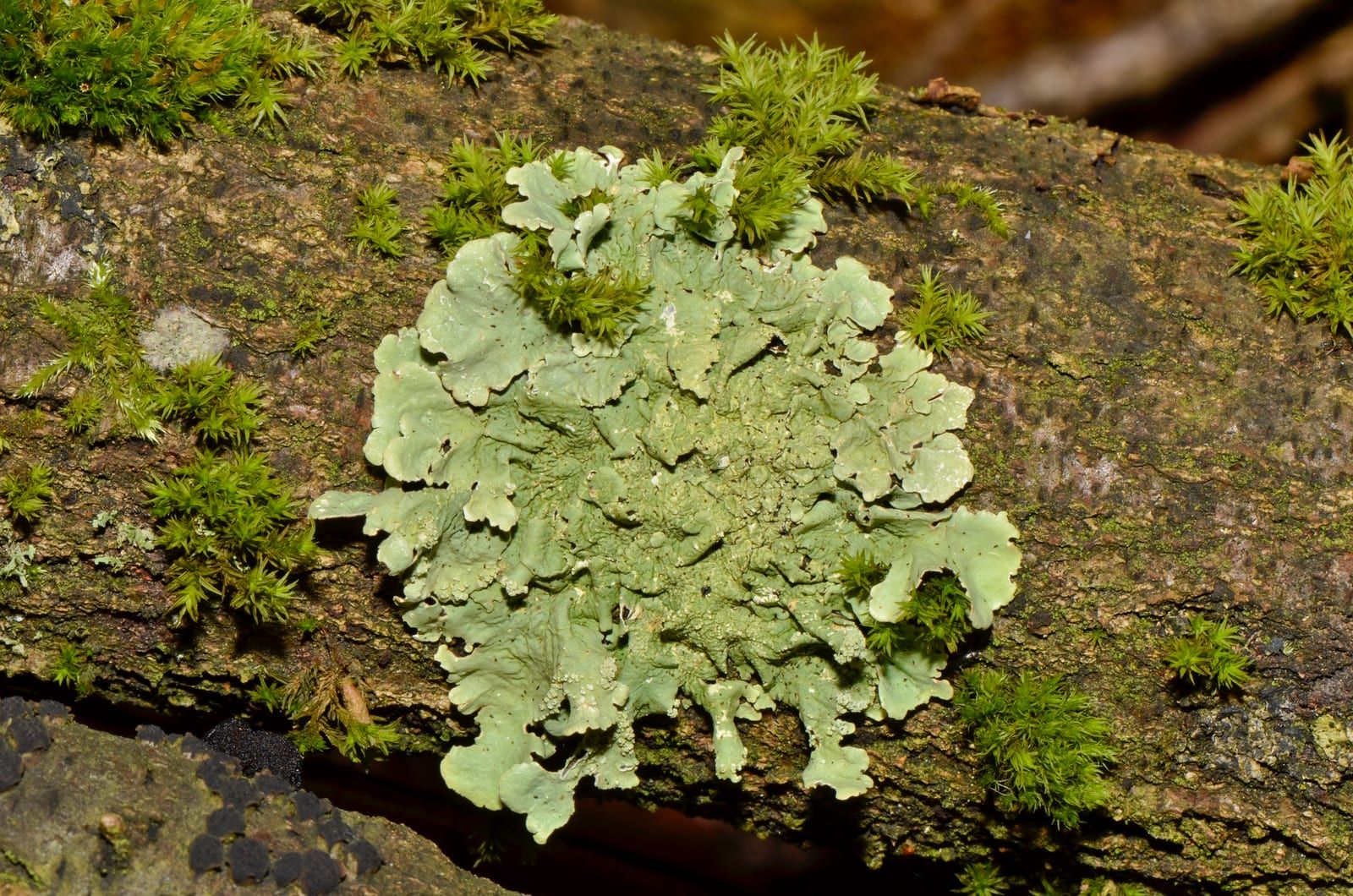 A rounded rosette of pale yellow-green leafy lichen lobes spread flat over a mossy tree branch.