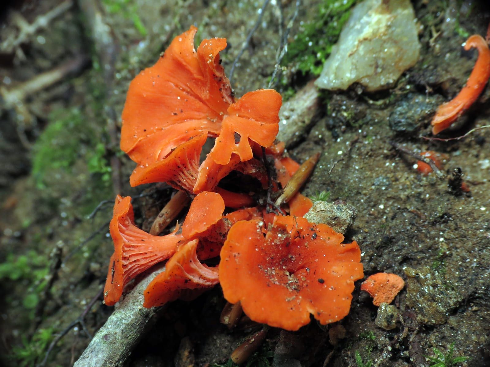 A small cluster of vivid orange-red funnel-shaped mushrooms with wavy caps and shallow decurrent ridges beneath, growing from mossy woodland ground.