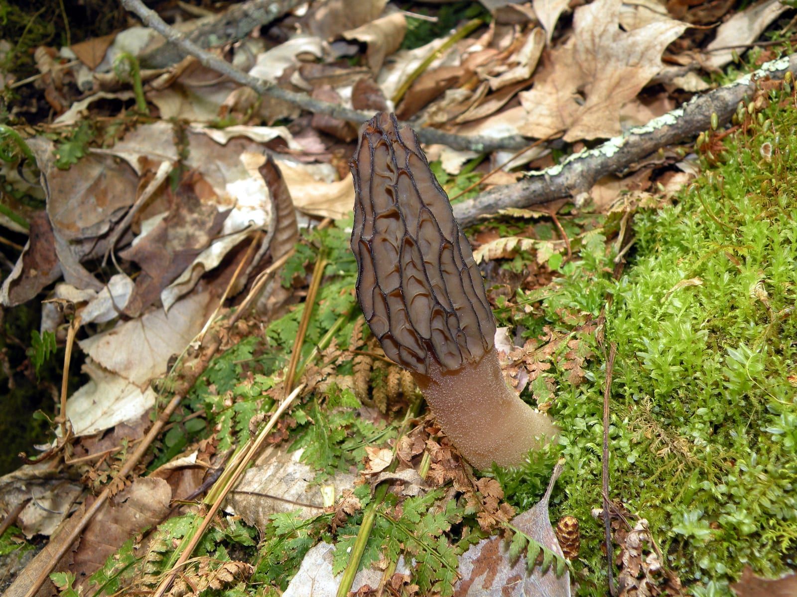 A single upright morel with a dark, deeply pitted honeycomb cap on a pale hollow stalk, rising from leaf litter beside green moss.