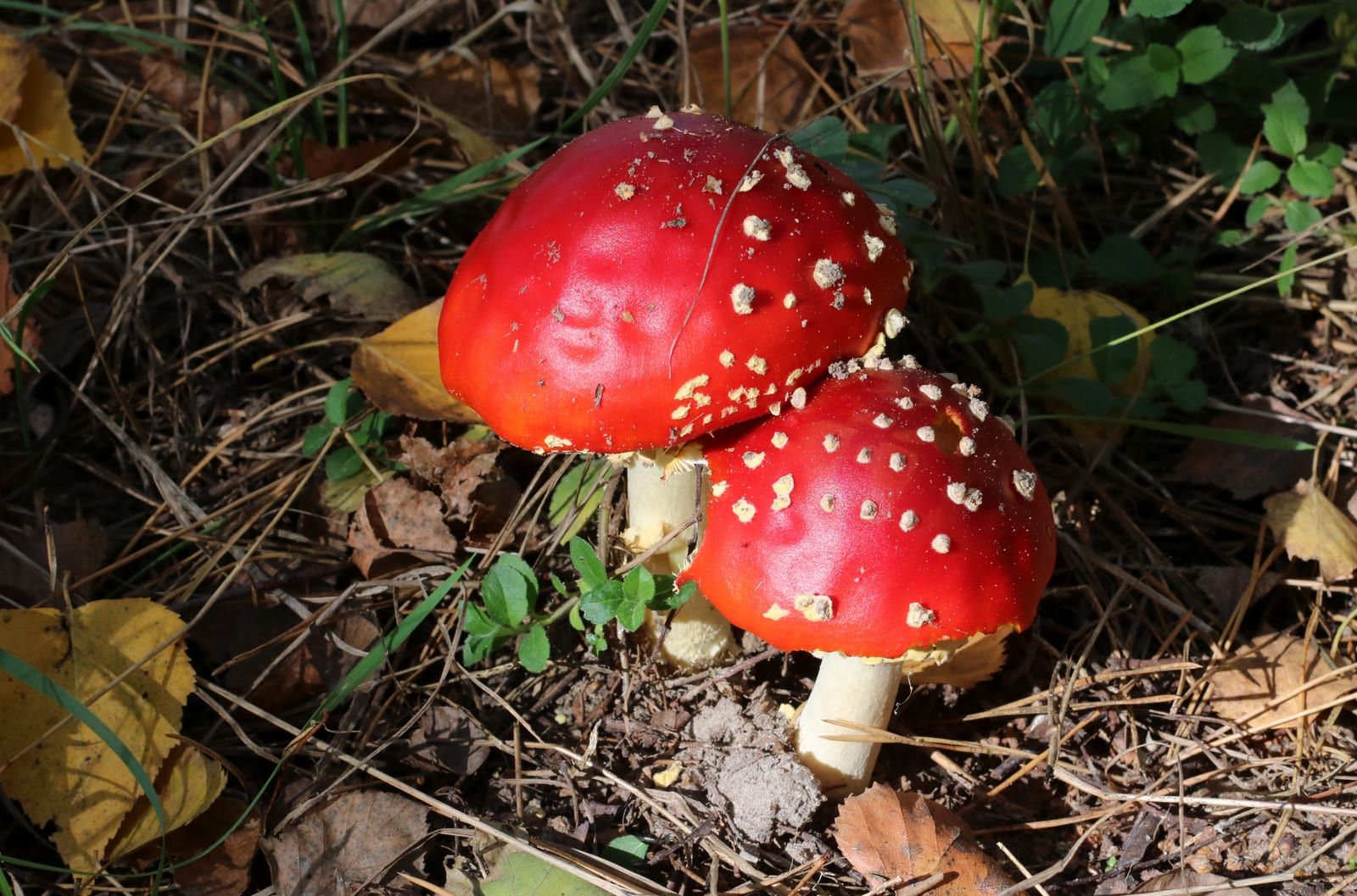 Two mushrooms with brilliant scarlet caps flecked with pale warty patches, on white stalks, among grass and fallen leaves.