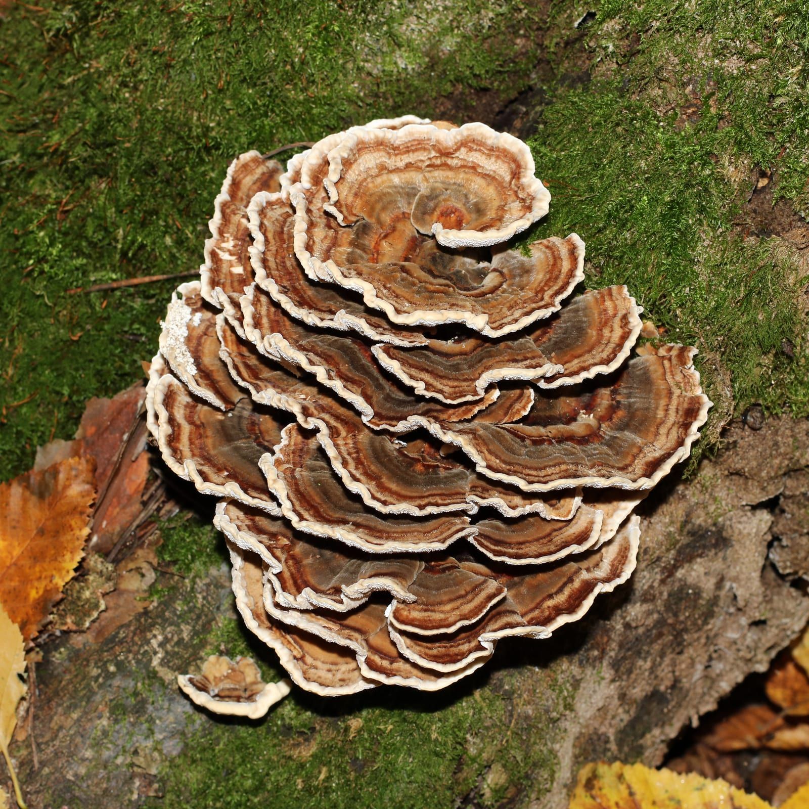 A tight rosette of thin, leathery bracket fungi banded in concentric zones of brown and tan with pale wavy margins, on a mossy log.