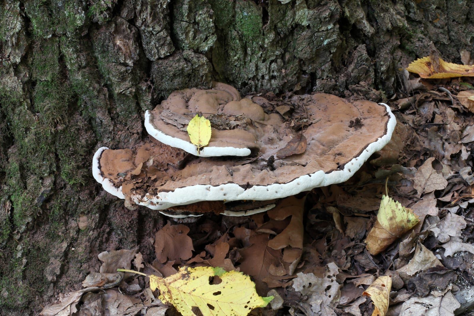 A large flat woody shelf fungus at the base of a tree, its upper surface lumpy grey-brown and its thick margin and pore underside chalk-white, with fallen leaves nearby.