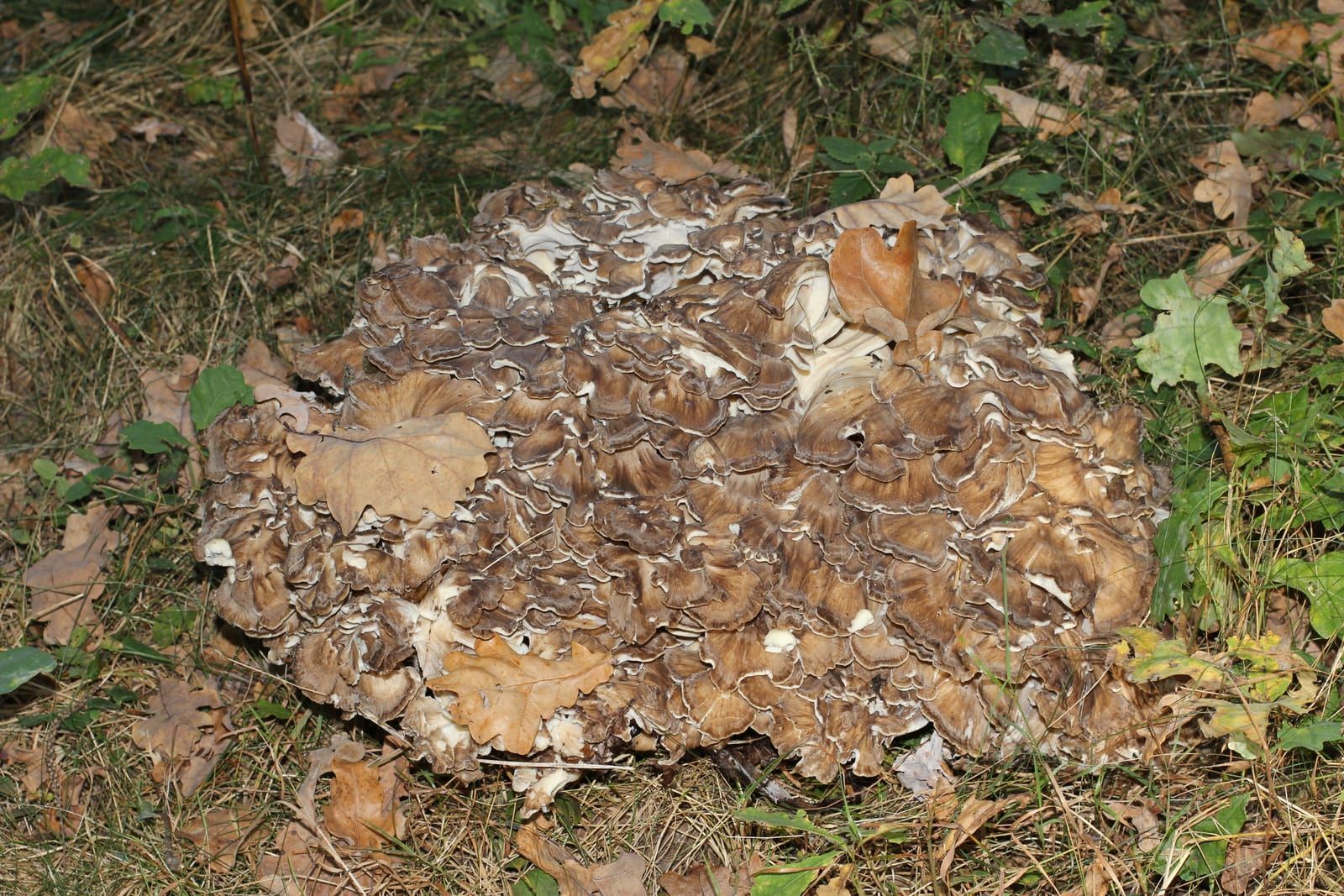A large clustered rosette of many overlapping grey-brown spoon-shaped caps massed at the foot of a tree, ringed by grass and dry oak leaves.
