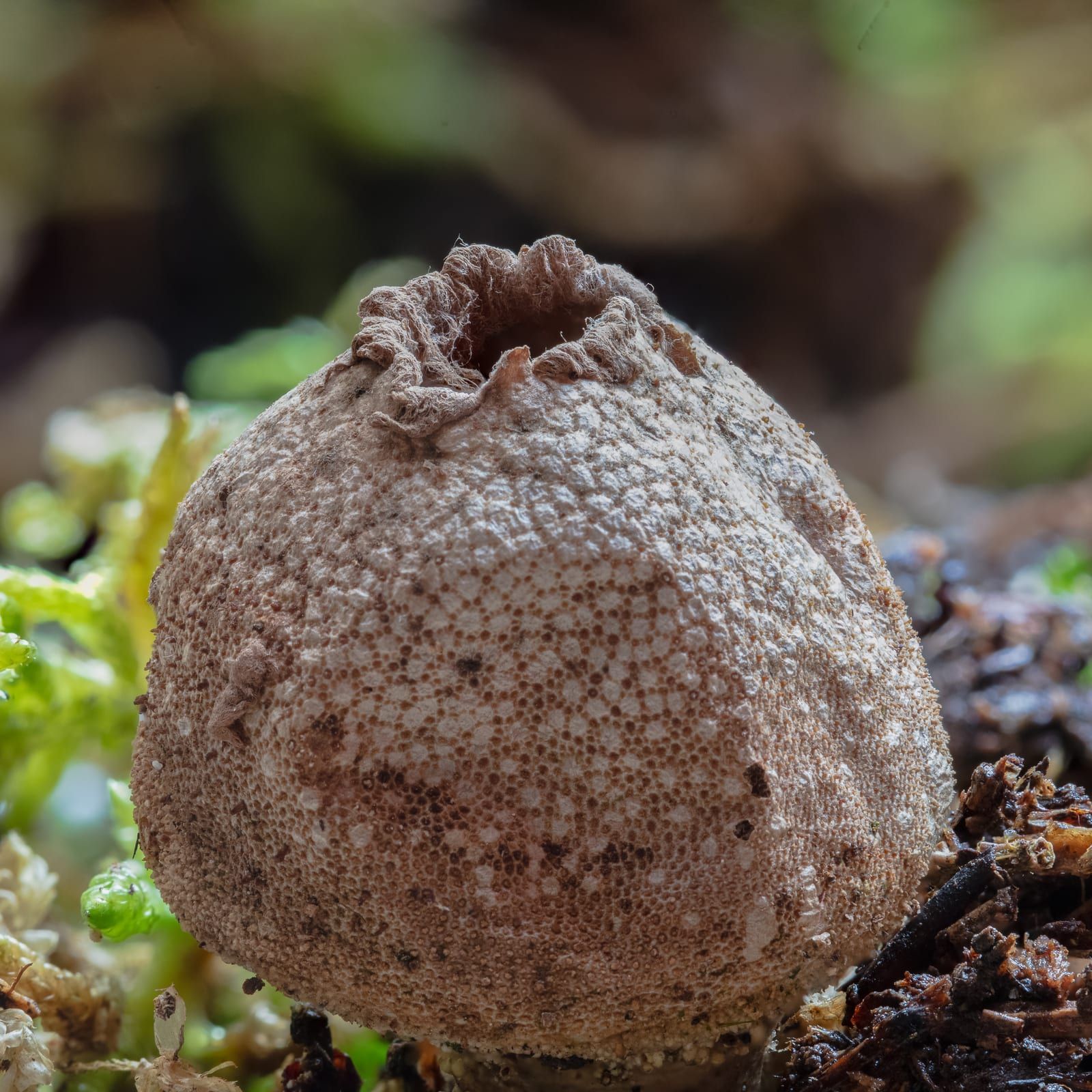 A single pear-shaped puffball with a granular, spiny off-white surface and an open pore torn at its apex, set among green moss and dark debris.