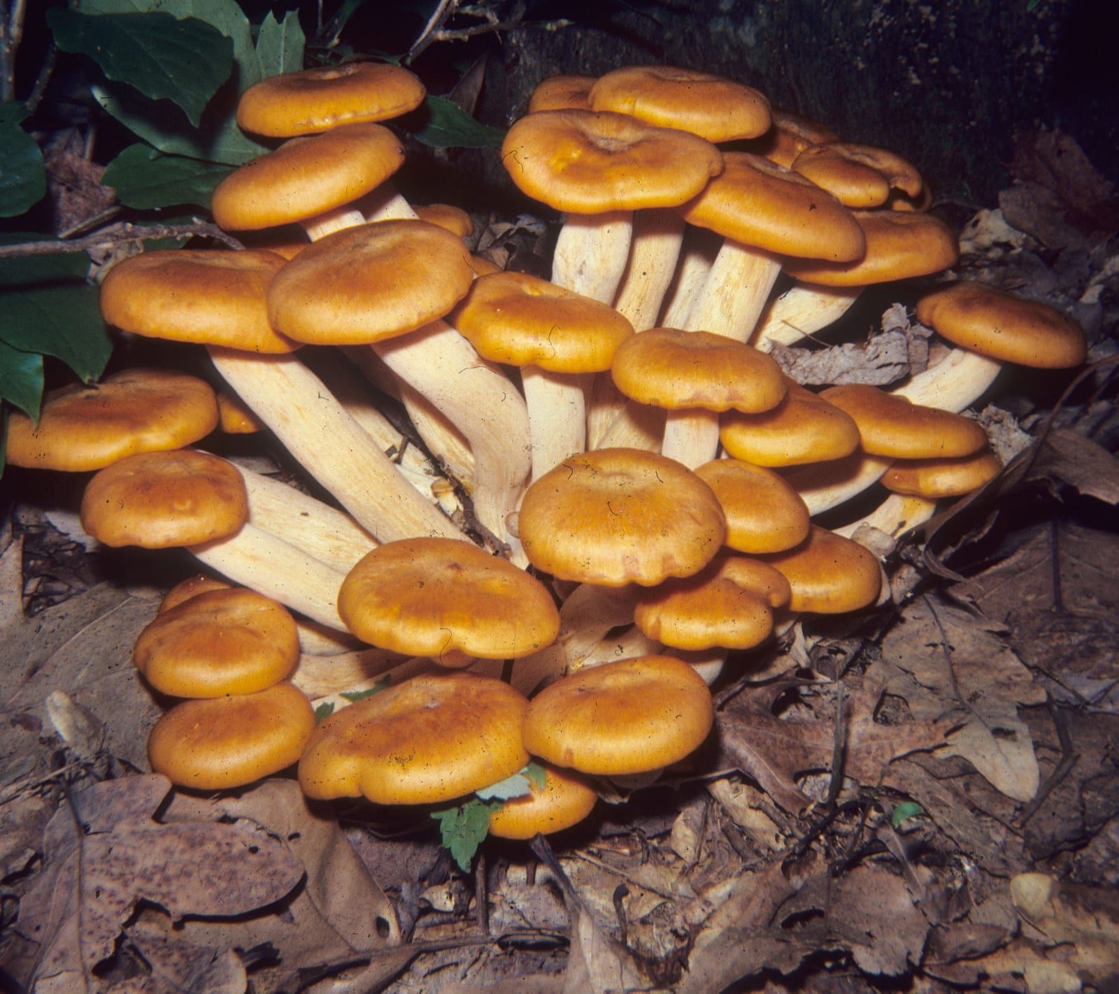 A dense clump of bright orange gilled mushrooms with smooth caps and pale fused stalks, crowded together on the woodland floor among dead leaves.