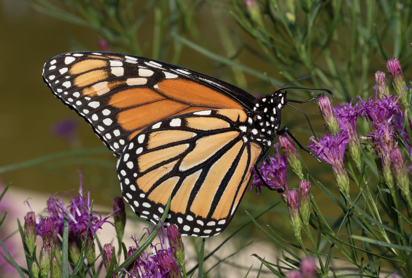 A monarch butterfly perched with wings folded upward on spikes of purple blazing star, its underside showing orange panels veined in black and edged with rows of white dots.