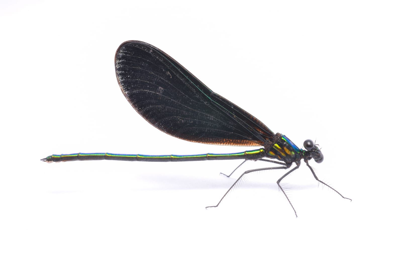 A damselfly photographed side-on against a plain white background, with a slender metallic blue-green body and broad solid-black wings held together over its back.