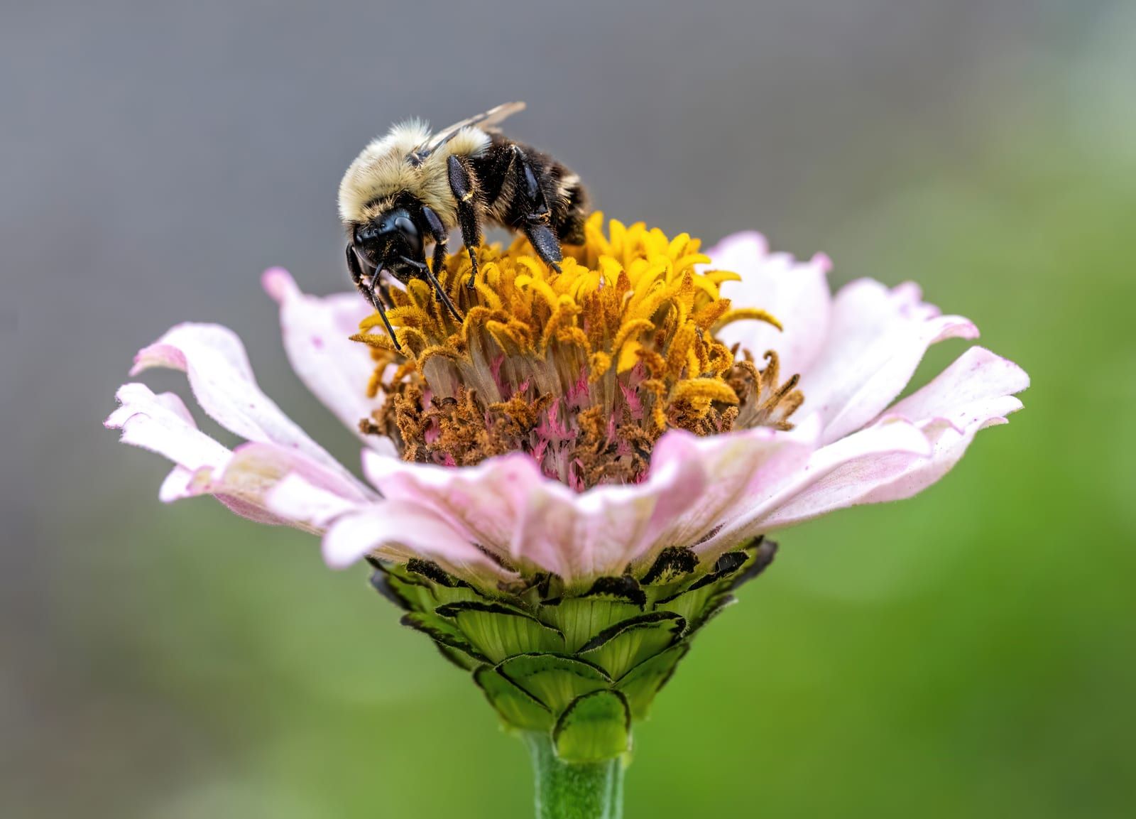 A bumble bee with a yellow-furred thorax and black abdomen gripping the golden center of a pale pink zinnia, dusted with pollen.