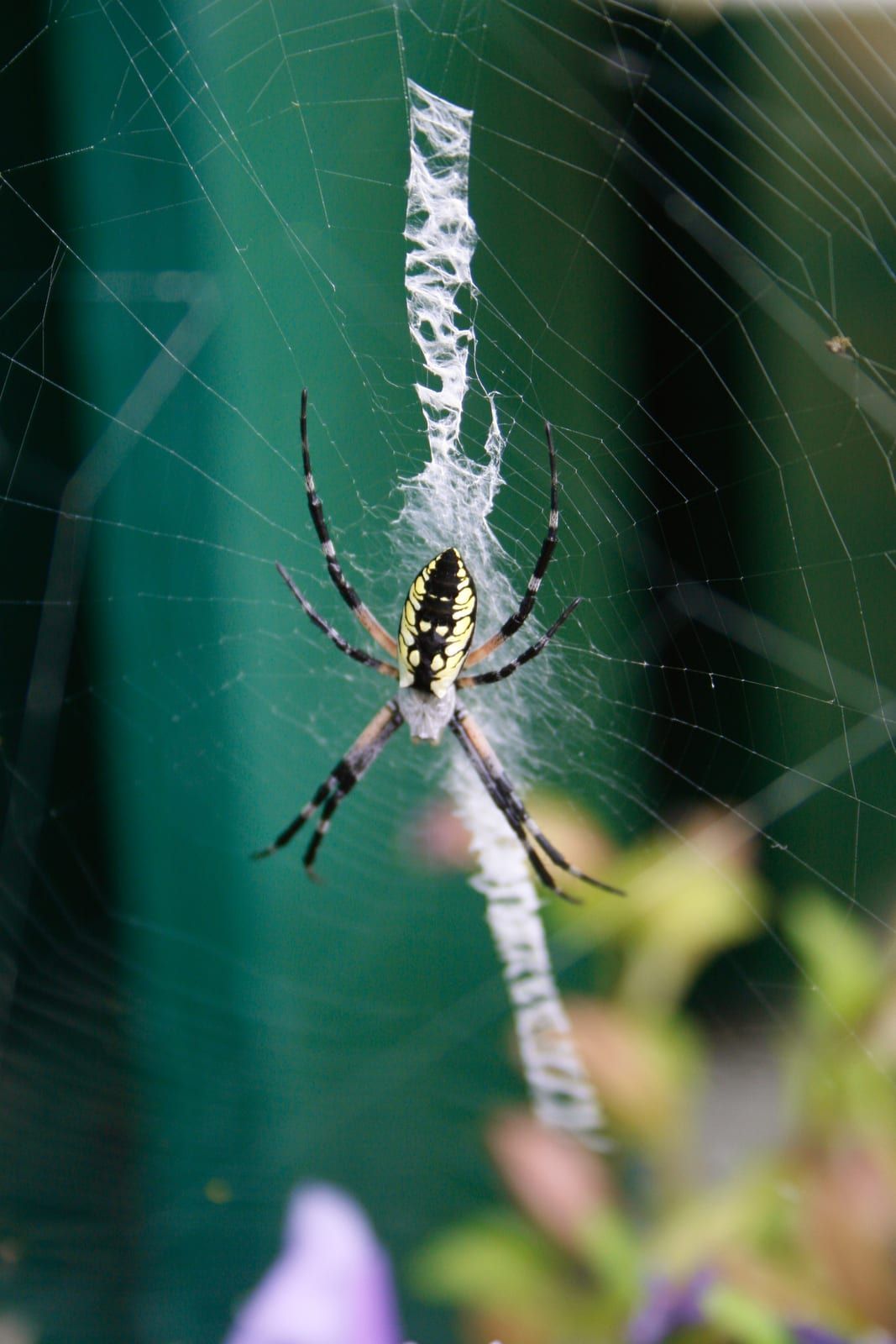 A large black-and-yellow orb-weaver hanging head-down at the center of its web, its patterned abdomen above a vertical zigzag band of white silk.