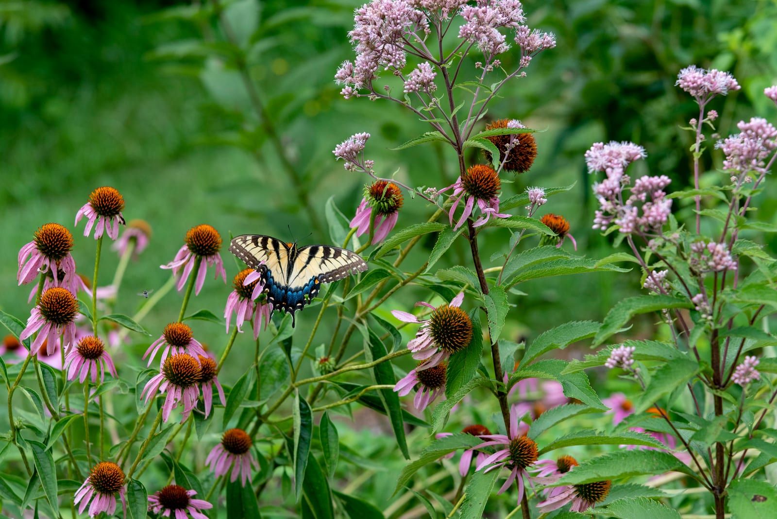A large yellow butterfly with bold black tiger stripes and blue-dusted hindwings, wings spread on purple coneflowers in a summer meadow.