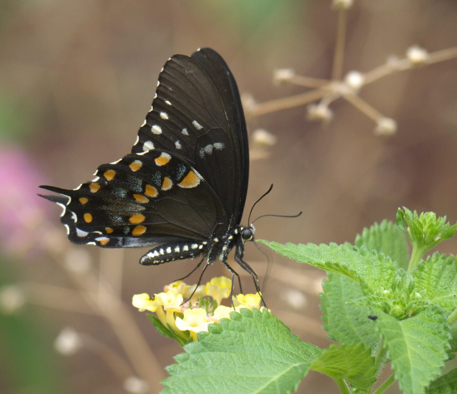 A dark swallowtail seen from the side with wings closed, its hindwing underside marked by a curved row of orange spots and a blue-green sheen, feeding at a cluster of yellow lantana.