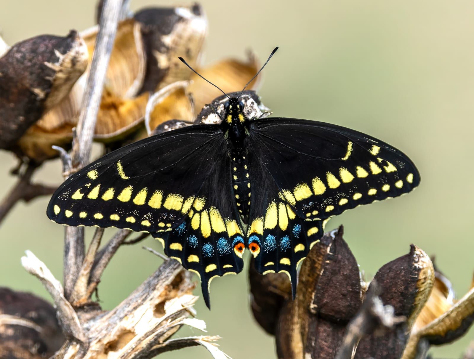 A black swallowtail viewed from above with wings open, crossed by a broad band of yellow spots, a blue wash on the hindwings, and a small orange-and-black eyespot, resting on dry seed heads.