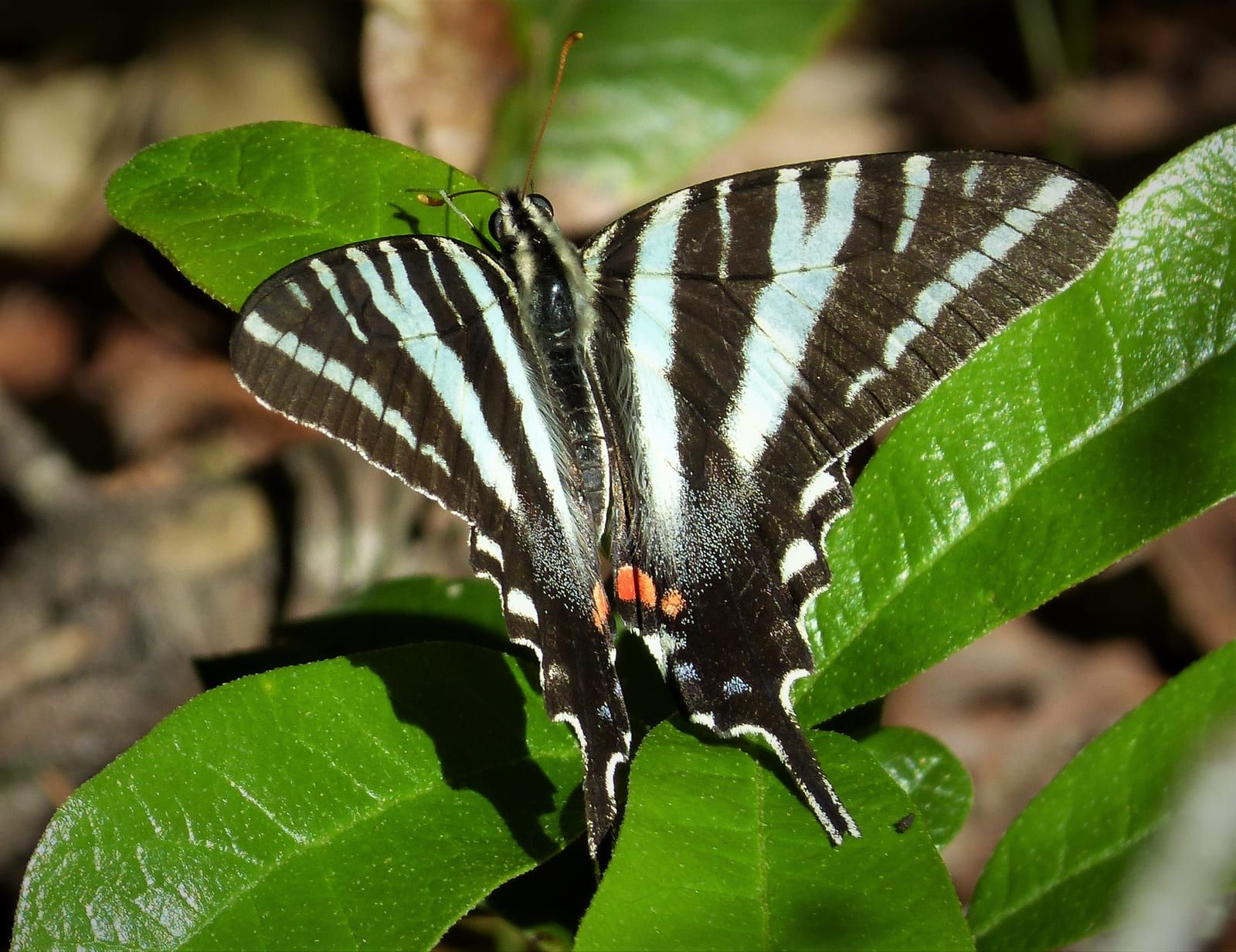 A black-and-white striped swallowtail with long slender tails and a small red spot near the body, wings open on sunlit green foliage.