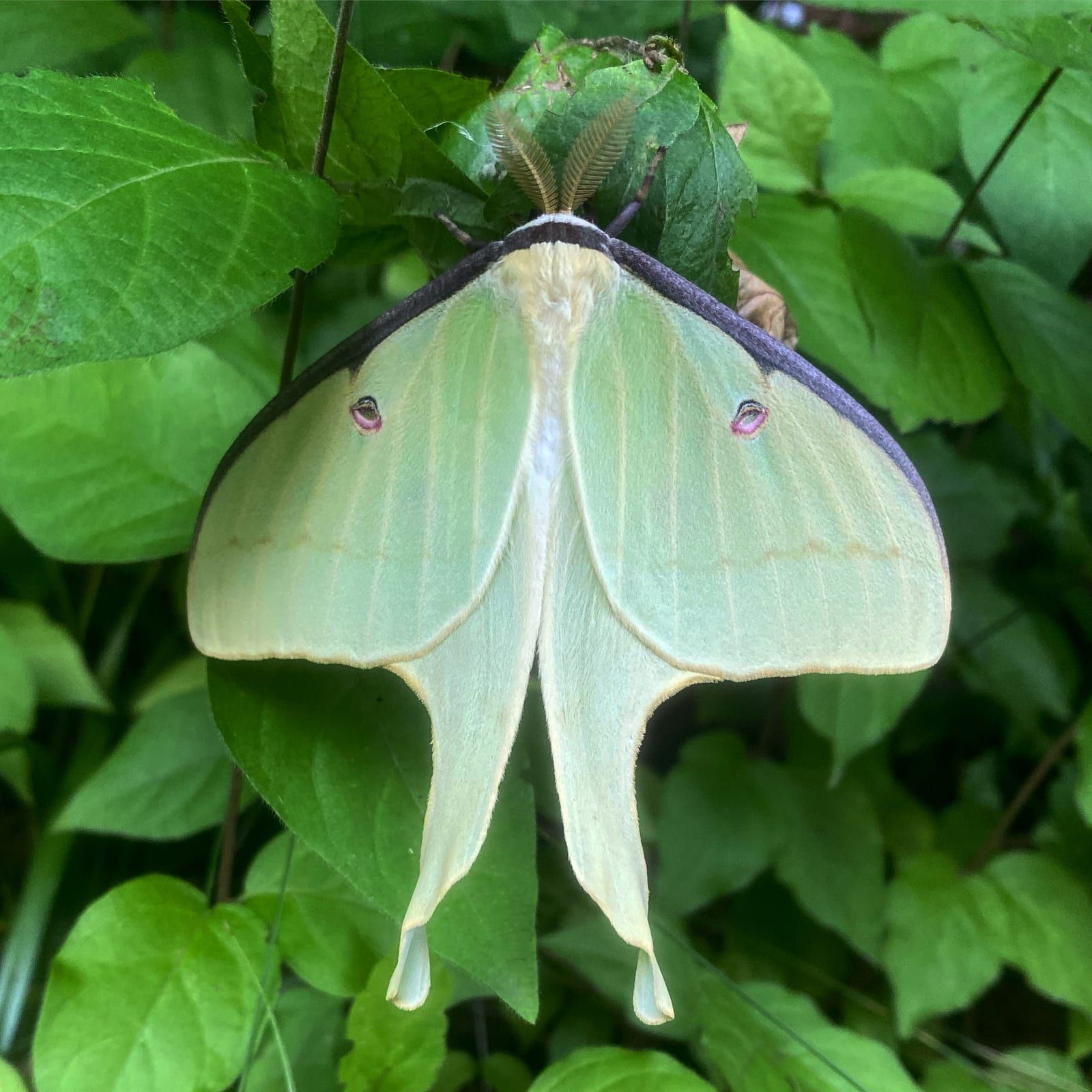 A large pale green moth hanging beneath foliage with wings spread, each wing carrying a small ringed eyespot and the hindwings drawn into long sweeping tails, its antennae broad and feathery.