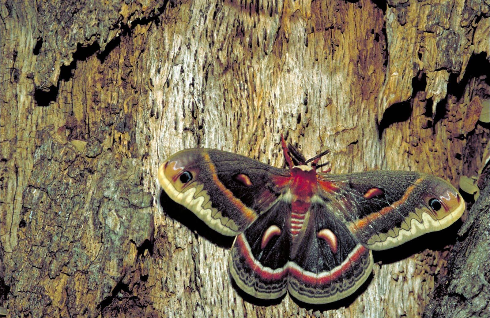 A very large moth resting flat on weathered bark, its brown wings banded in cream and rust with white crescent marks and a dark eyespot near each forewing tip, body ringed red and white.