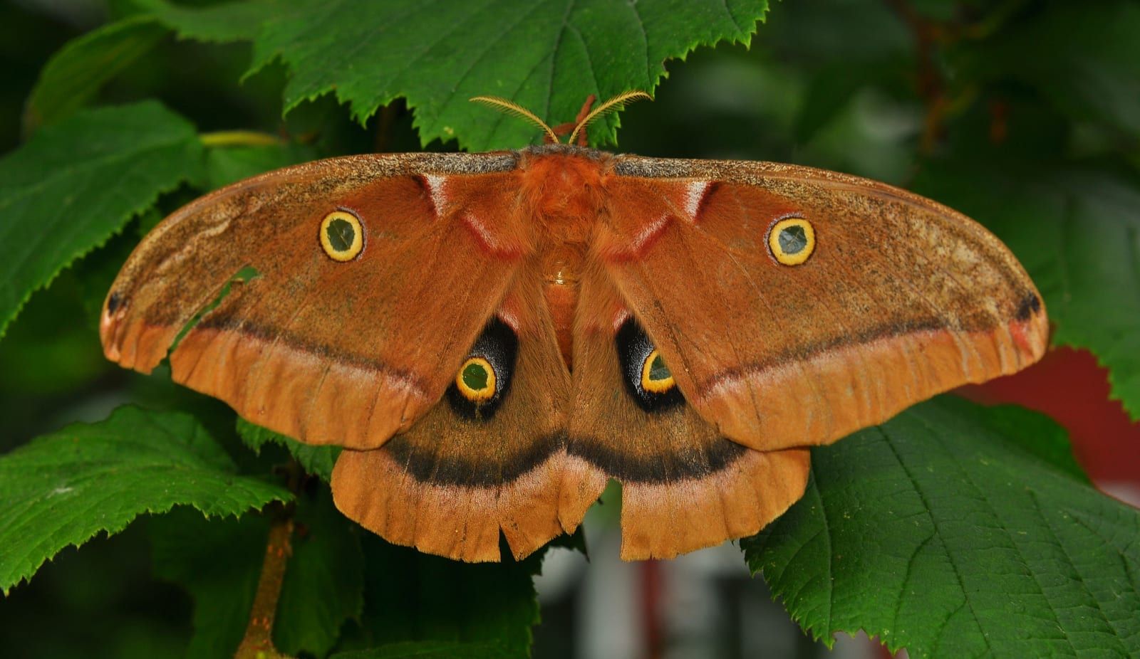 A big tan-and-brown moth with wings open on green leaves, each hindwing bearing a large blue-and-black eyespot ringed in yellow, with smaller eyespots on the forewings.
