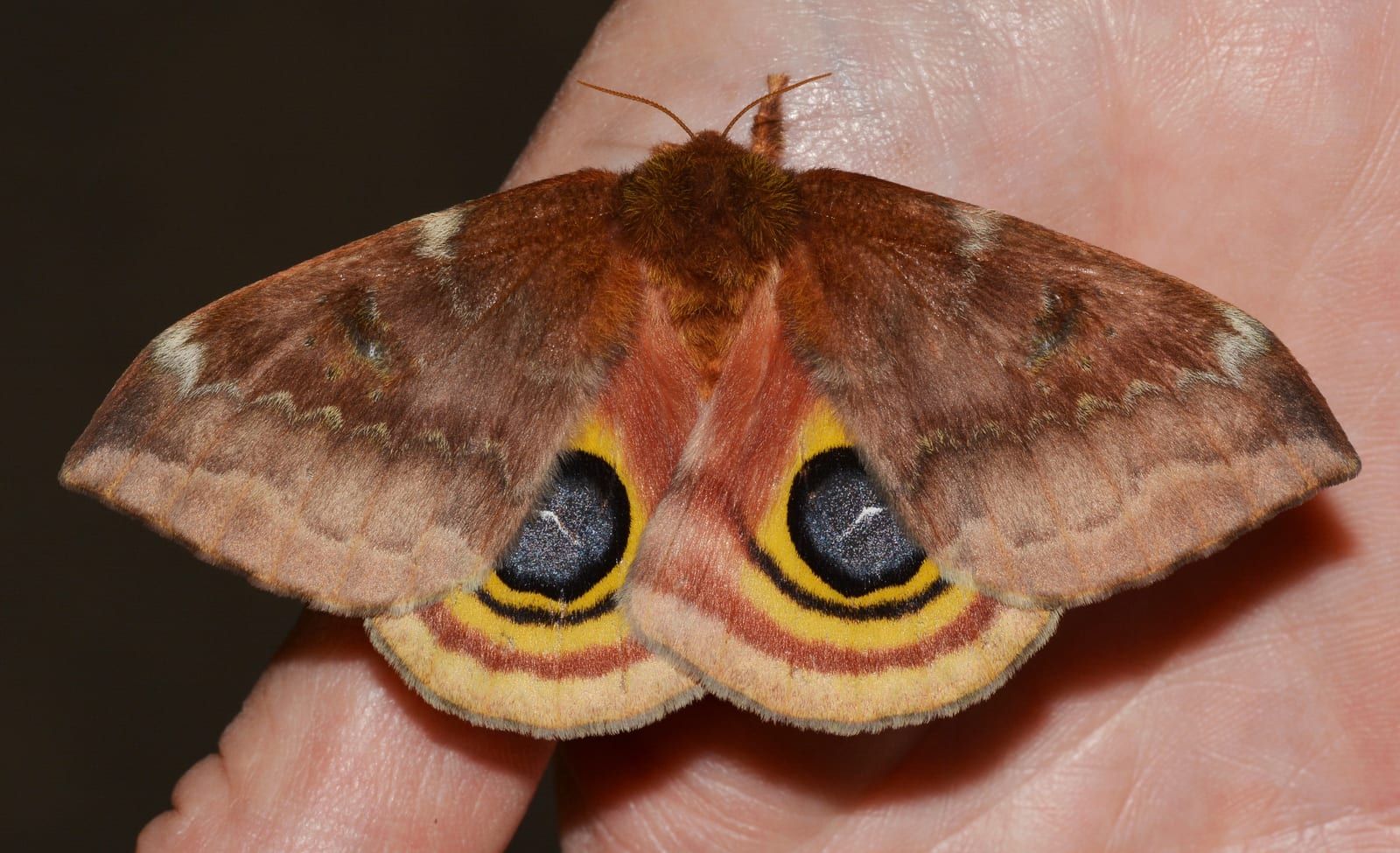 A medium moth resting on an open human hand, its dusky pink-brown forewings folded back to reveal yellow hindwings each with a large black-and-blue eyespot.