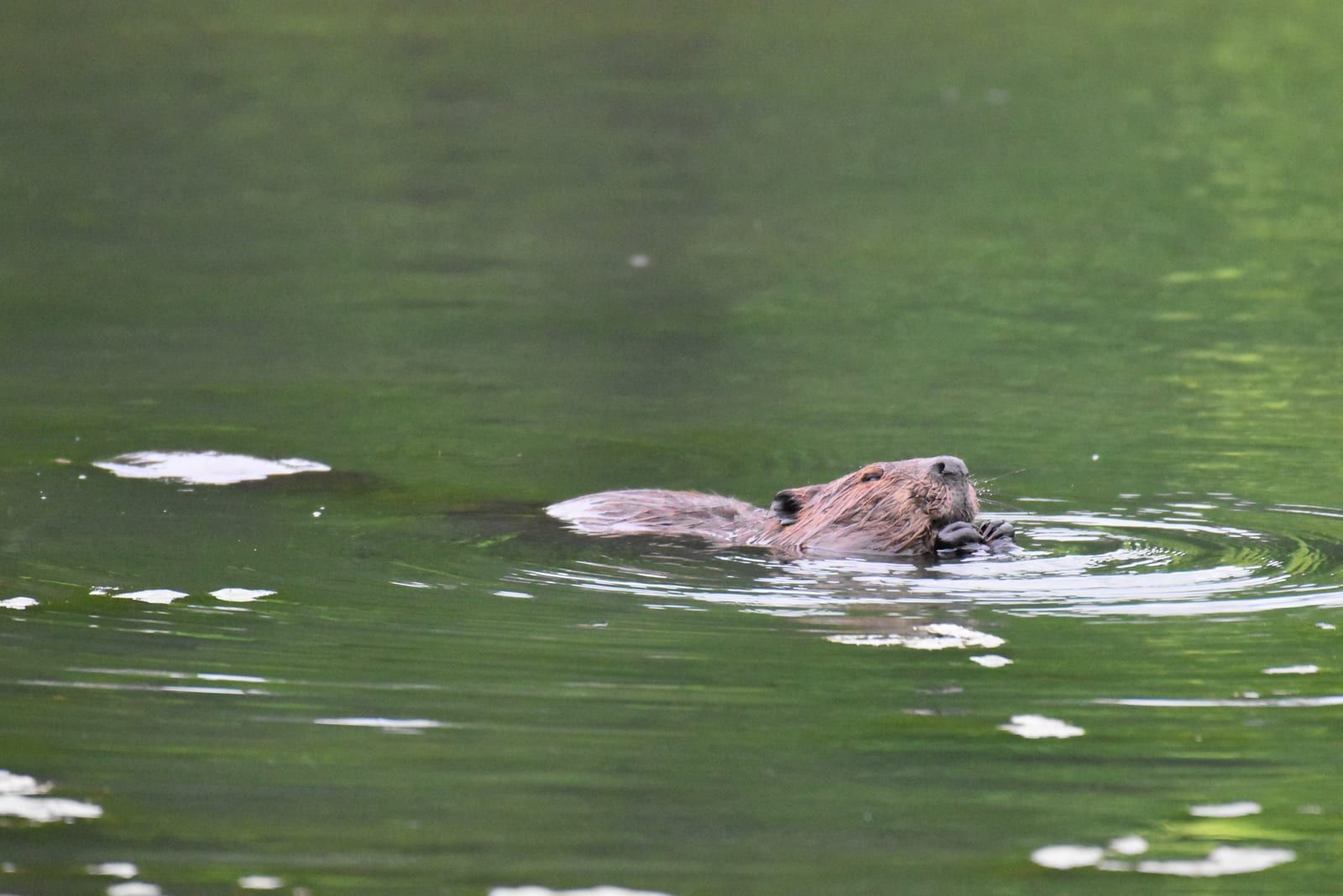 An American beaver swimming at the surface of a green pond, only its blunt dark head, small rounded ears, and broad wet back above the water, forepaws raised to its mouth.