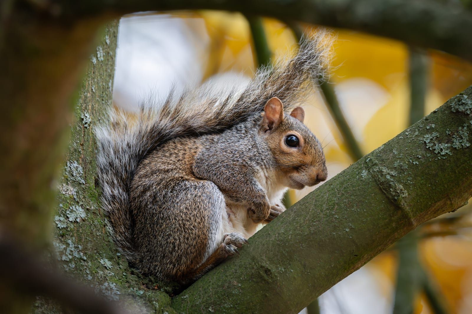 An eastern gray squirrel perched in a tree fork with its bushy silver-gray tail arched over its back and white underside showing, against a golden autumn-foliage background.