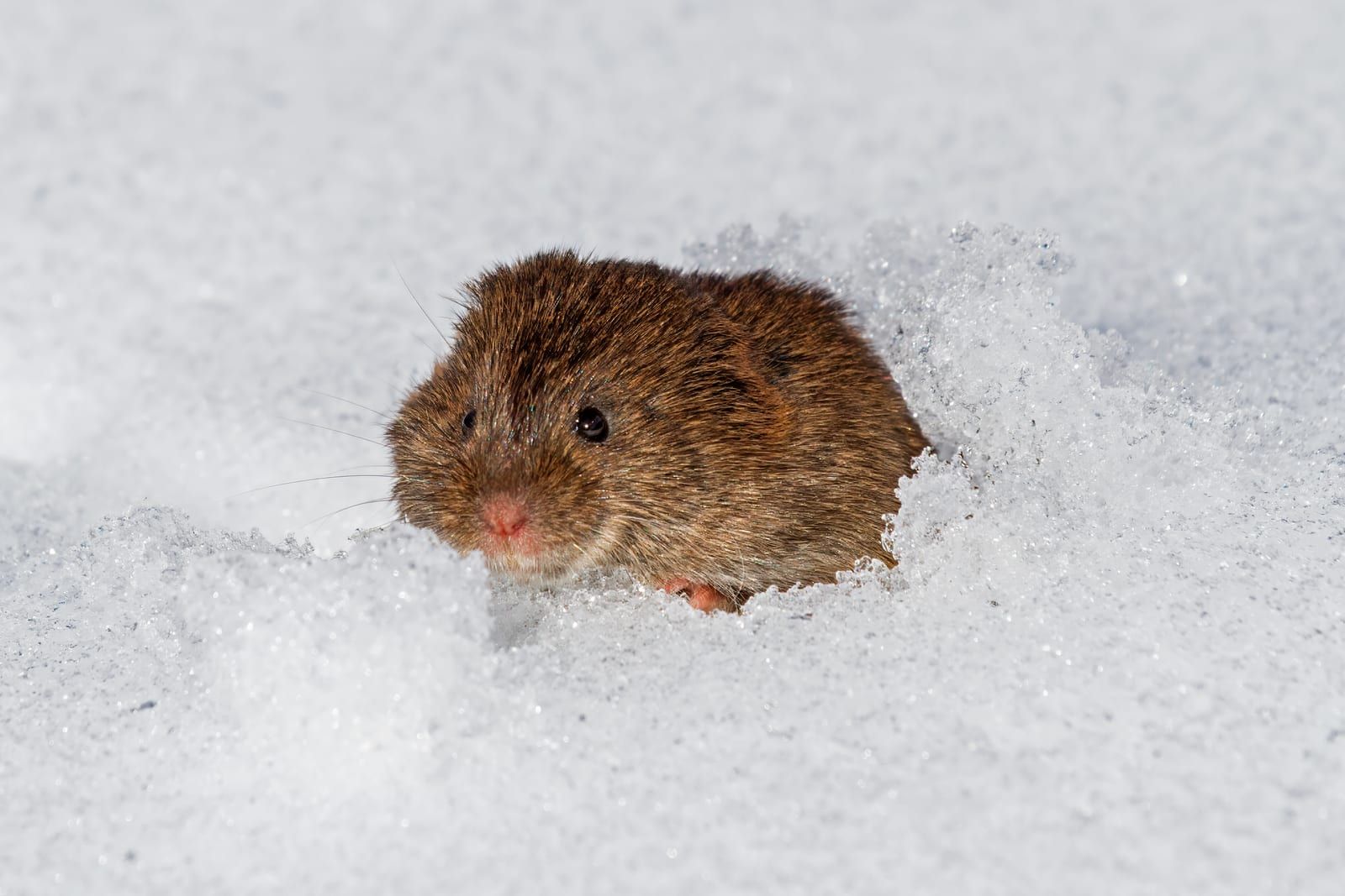 A stocky brown meadow vole with a blunt face, small ears, and short tail emerging from a runway in bright white snow.