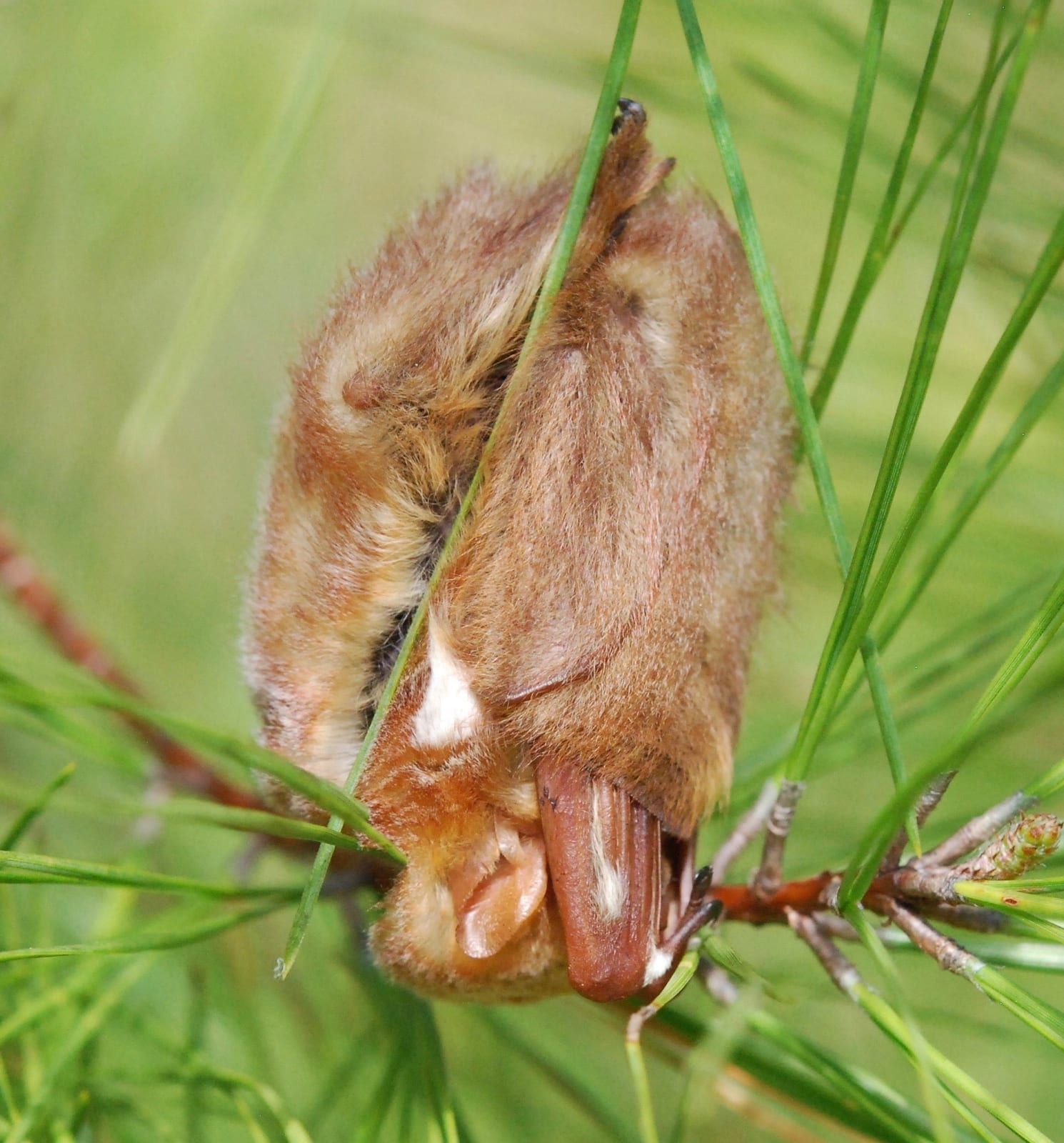 An eastern red bat roosting in pine needles, its rusty red-orange fur frosted with white tips as it hangs wrapped in its furred wings and tail membrane, resembling a dead leaf.
