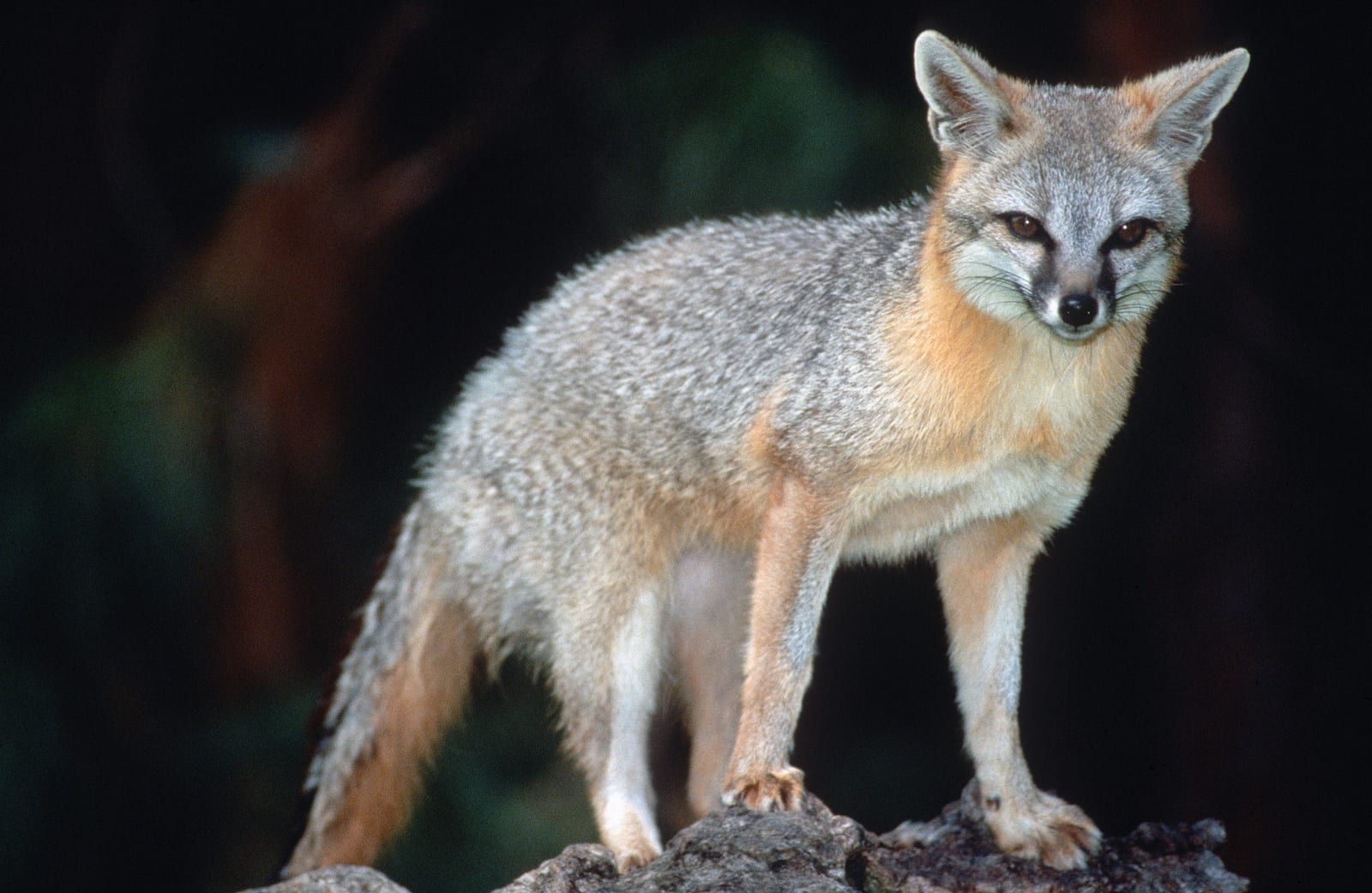 A gray fox standing on a rock against a dark background, its grizzled salt-and-pepper back contrasting with rusty flanks and neck and a white throat and belly.