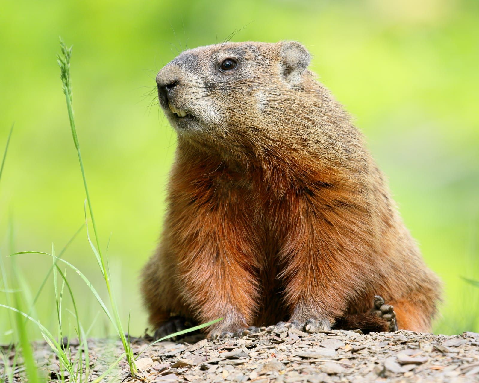 A groundhog sitting upright in the classic sentinel pose on bare ground, its chunky grizzled-brown body and rusty underside catching the light with a green background behind.