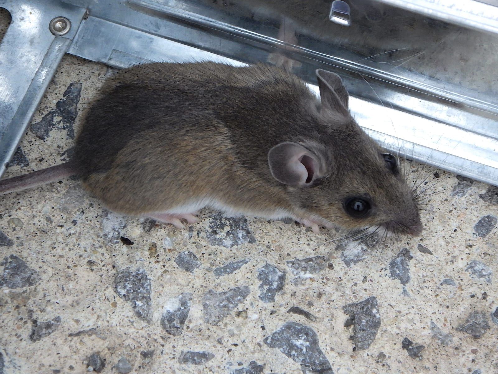 A gray-brown house mouse with large rounded ears, a pointed snout, and a nearly hairless scaly tail on speckled concrete beside the metal frame of a live-catch trap.