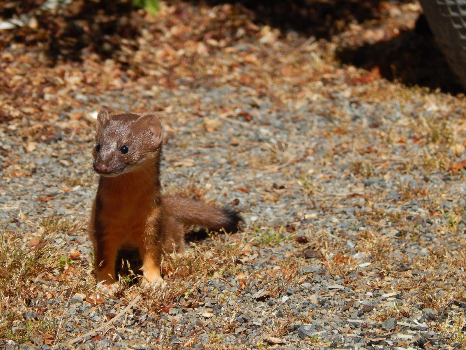 A long-tailed weasel standing upright on gravelly ground, its rich brown upperparts, buff-orange underparts, and long black-tipped tail lit in bright sun.