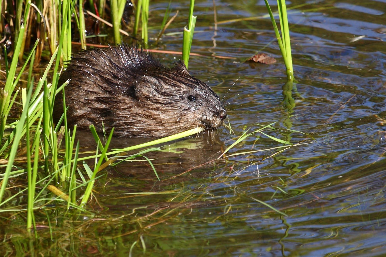 A wet dark-brown muskrat at the edge of a reedy pond, its blunt rodent head and whiskers just above the water as it feeds on a green stem among grasses.