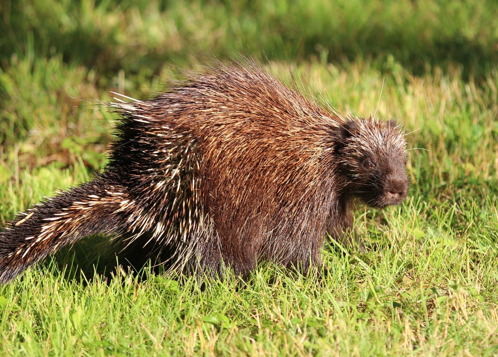 A North American porcupine walking across green grass in full side profile, its dark coat bristling with banded yellow-and-white quills and a blunt dark face.