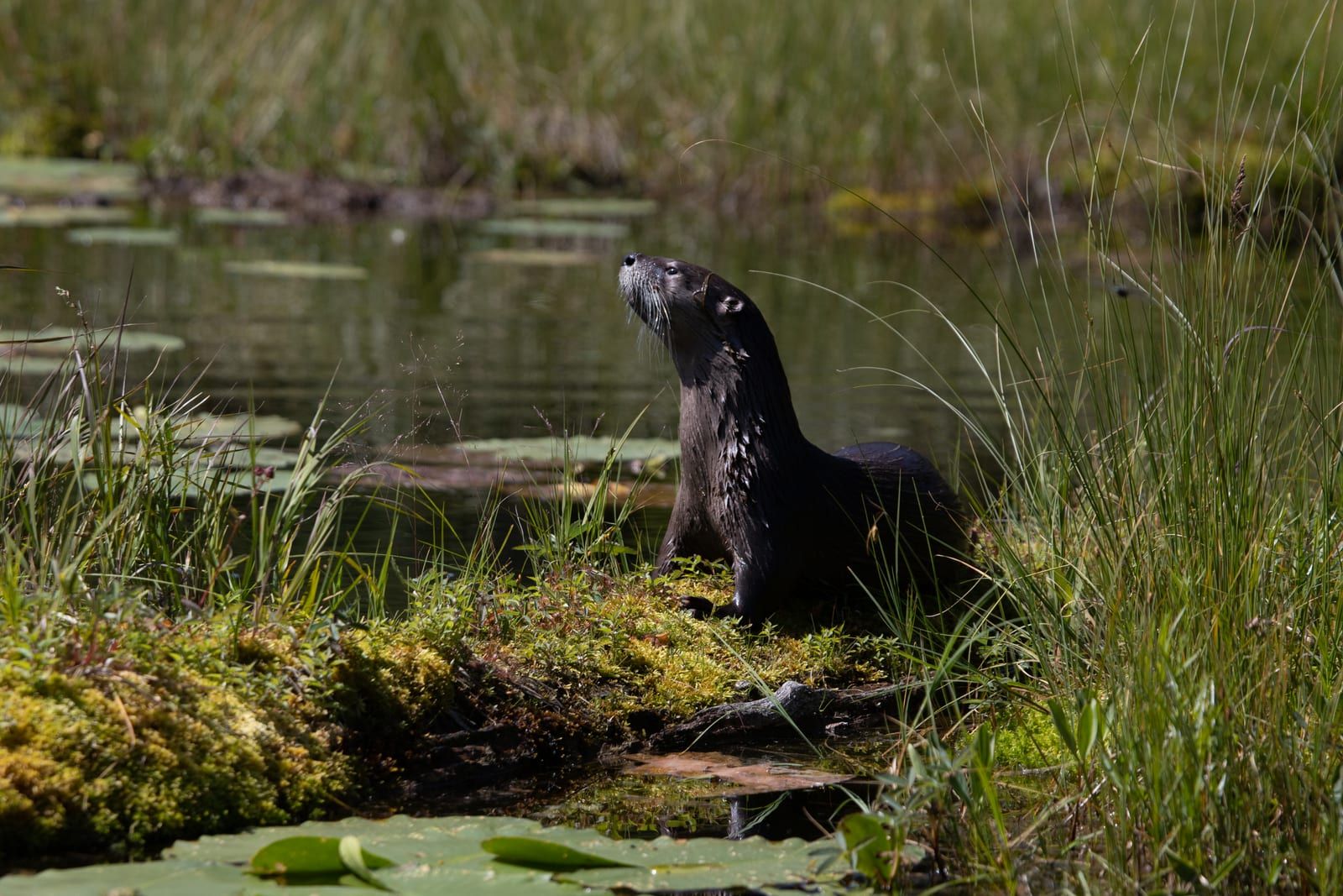 A North American river otter hauled out on a mossy bank at a lily-padded pond, its dark-brown coat glistening wet, with a thick neck as wide as its whiskered head and a pale throat.