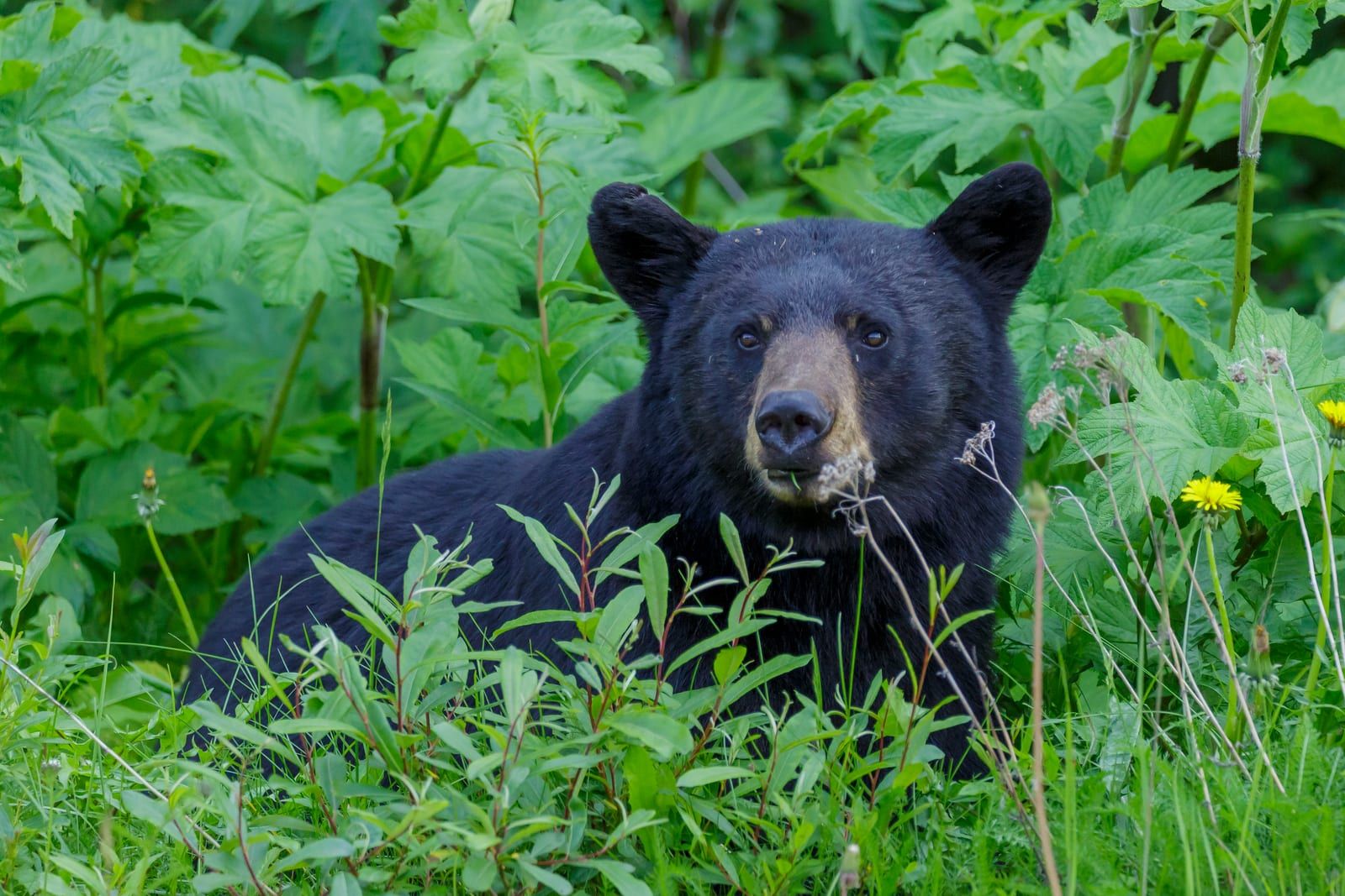 An American black bear with a glossy black coat, tan muzzle, and tall rounded ears looking out from a dense stand of green summer vegetation.